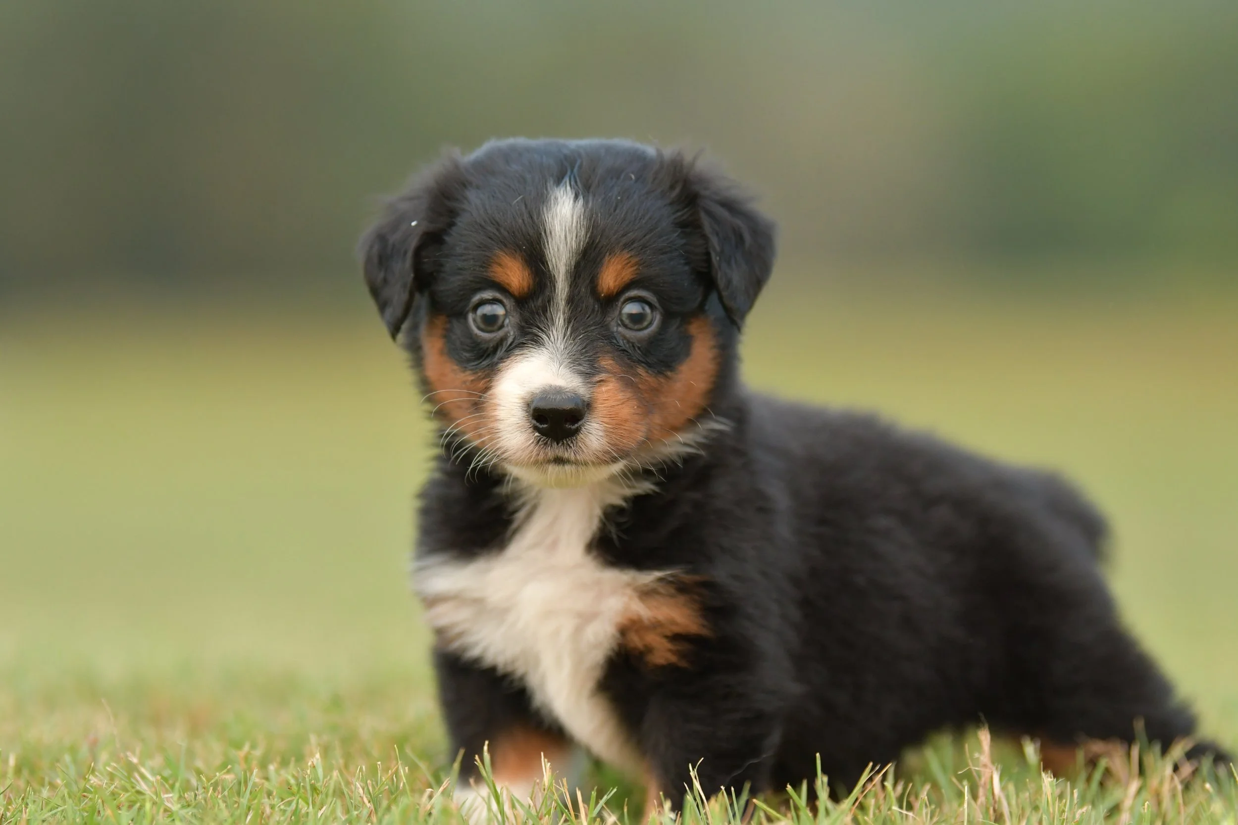 CASTLE. Black Tri Female. $1250. 