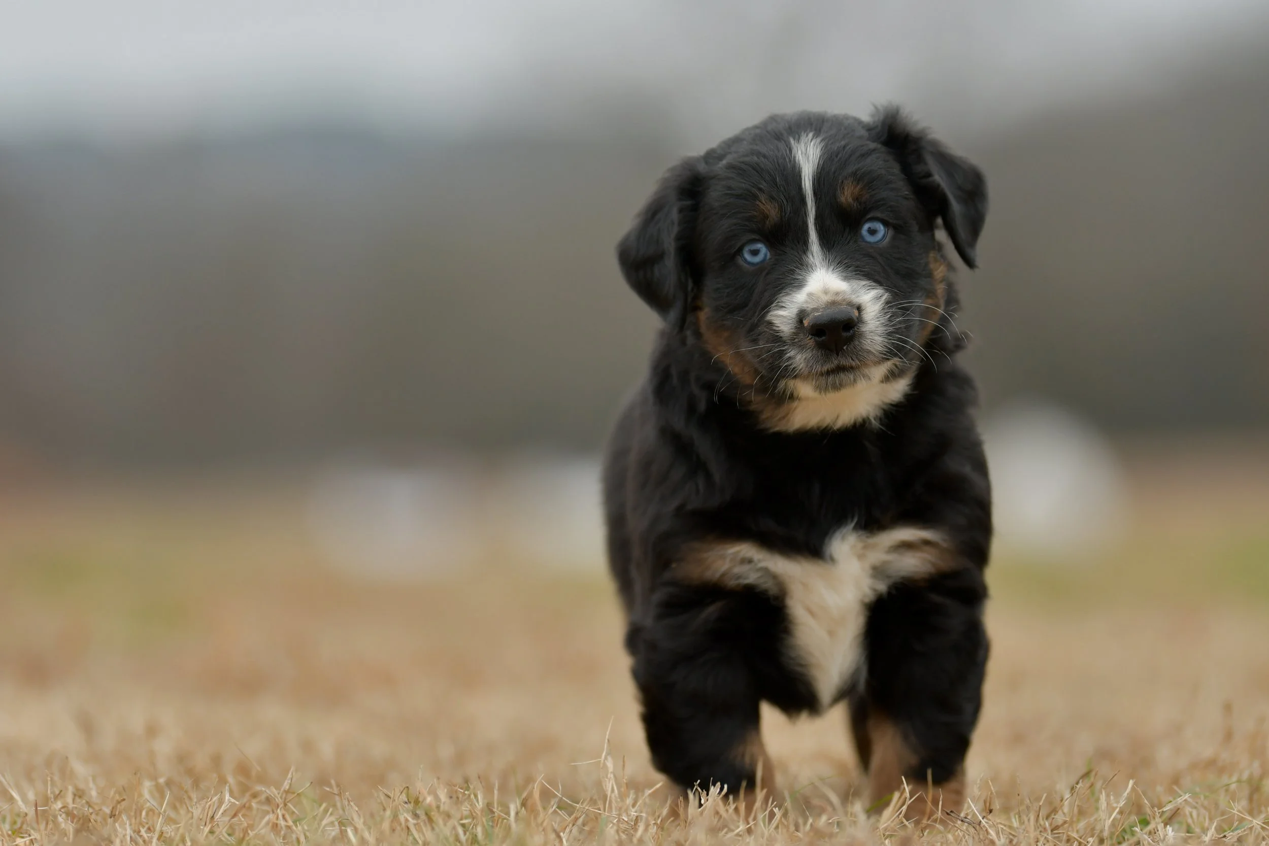 WILL. Black Tri Male. $1250. 