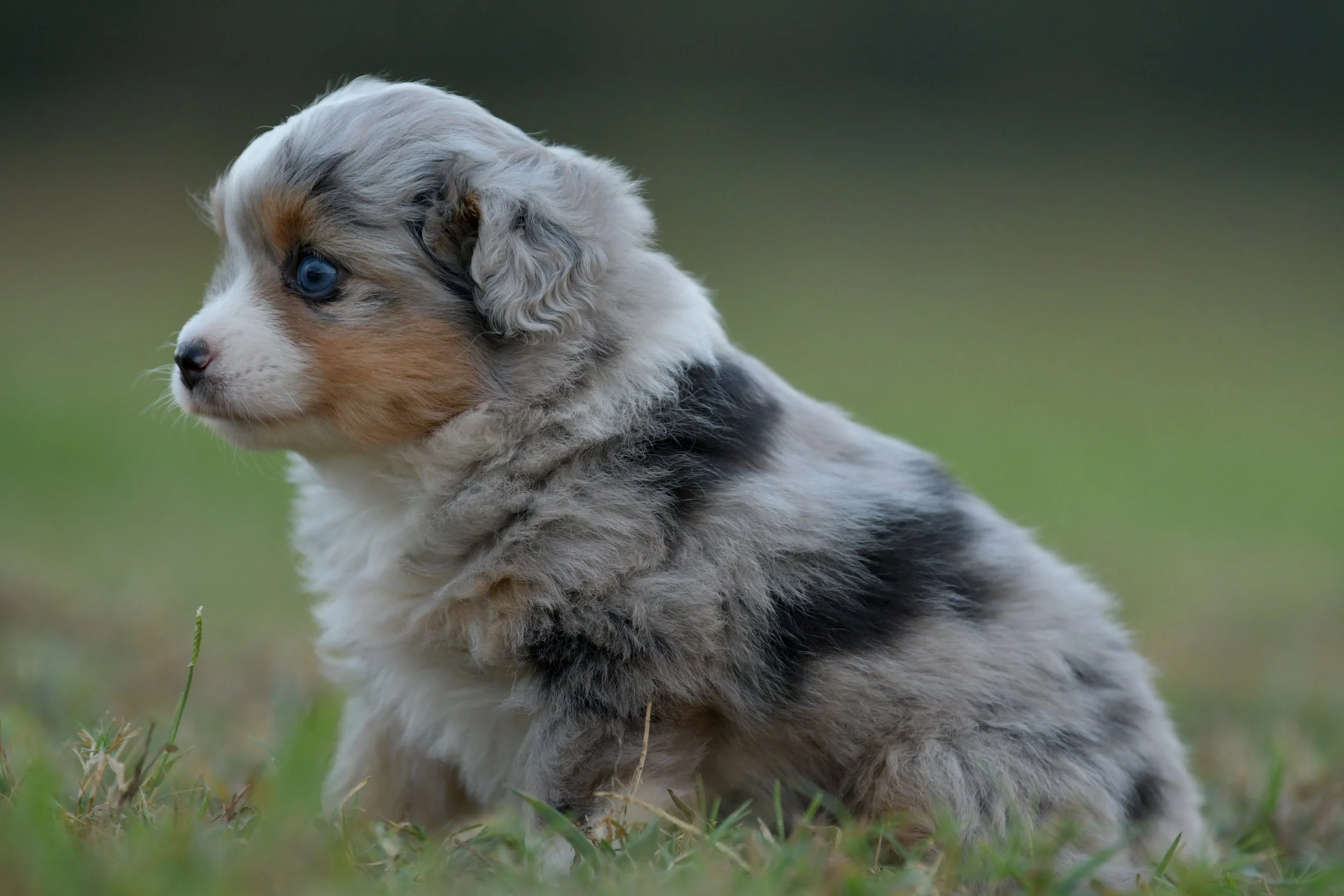 BRIE. Blue Merle Female. $3500. 