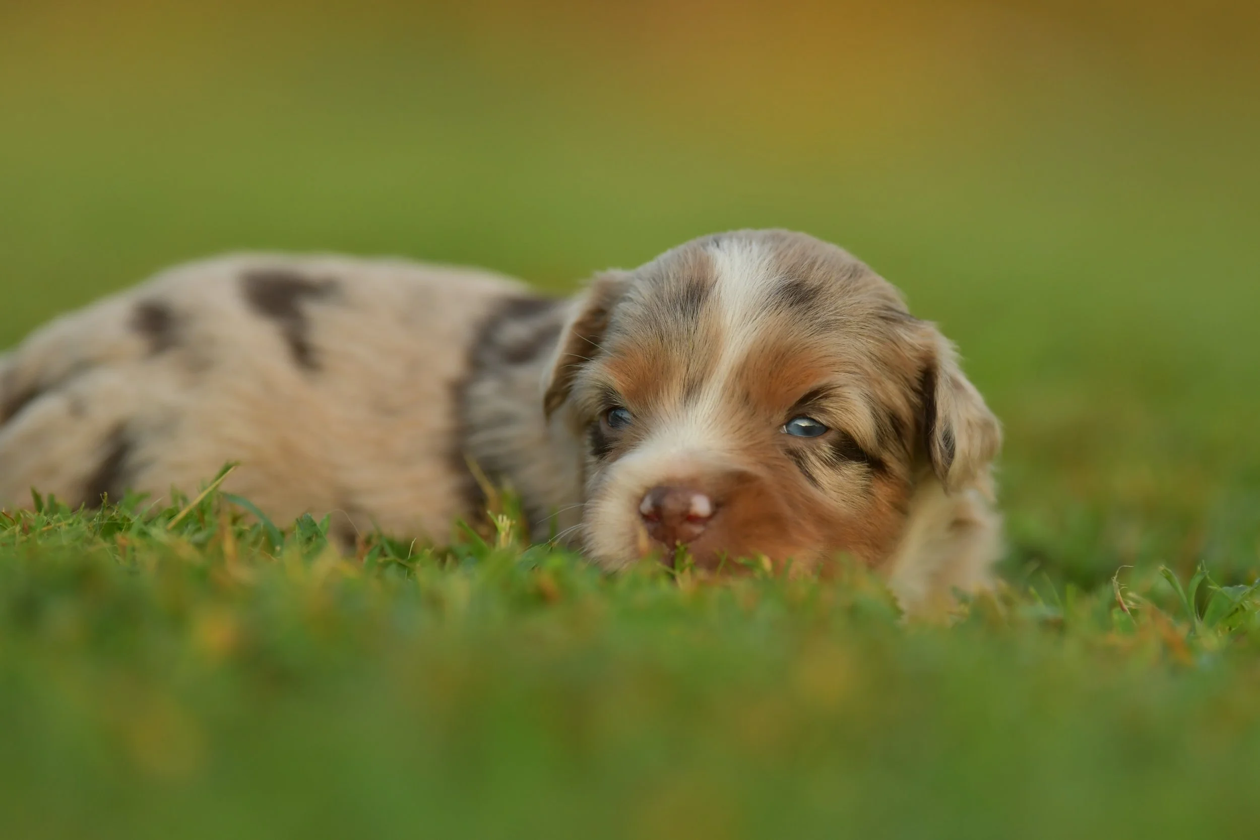 PENELOPE. Red Merle Female. $3500. 