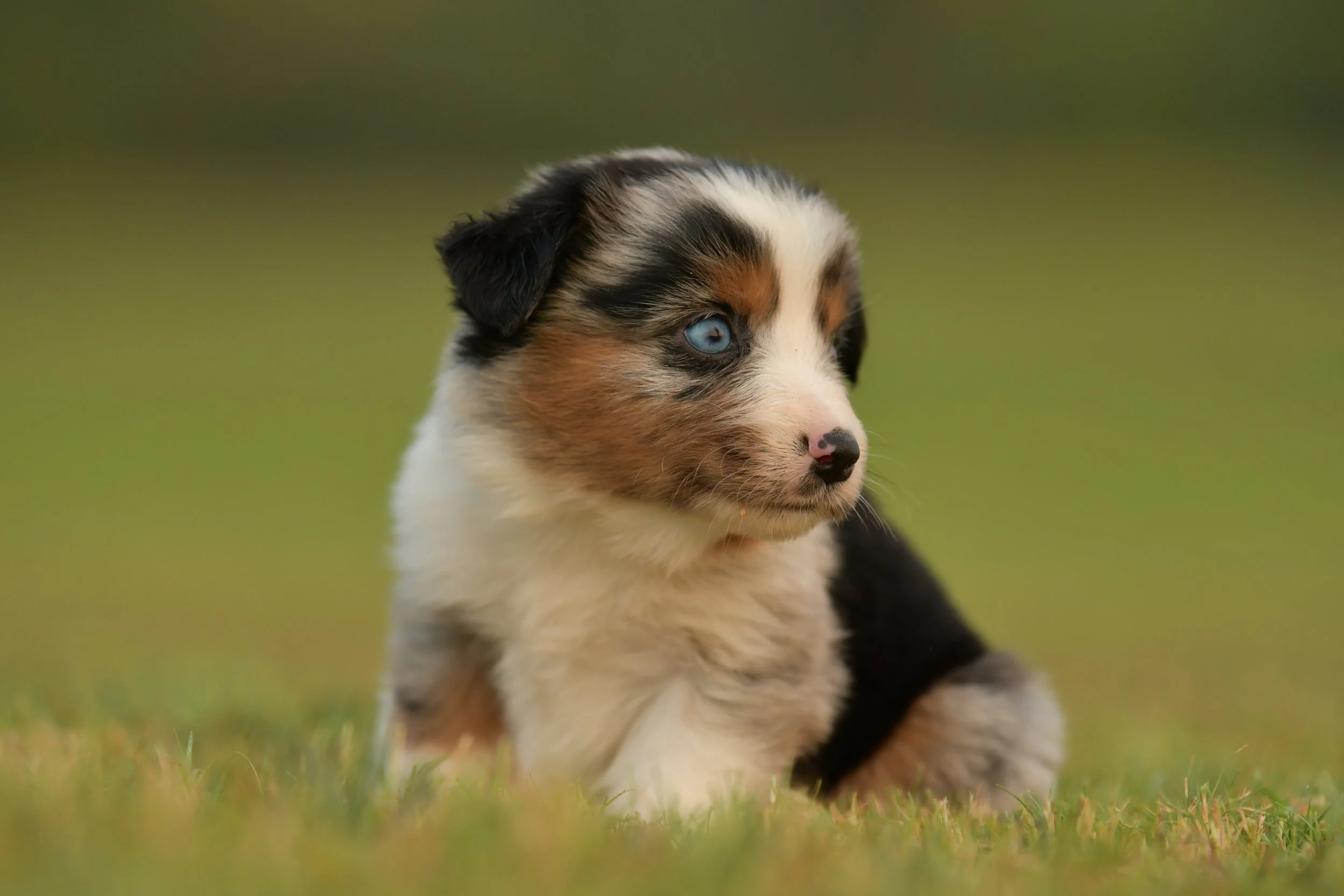 LONNIE. Blue Merle Female. $3500. 
