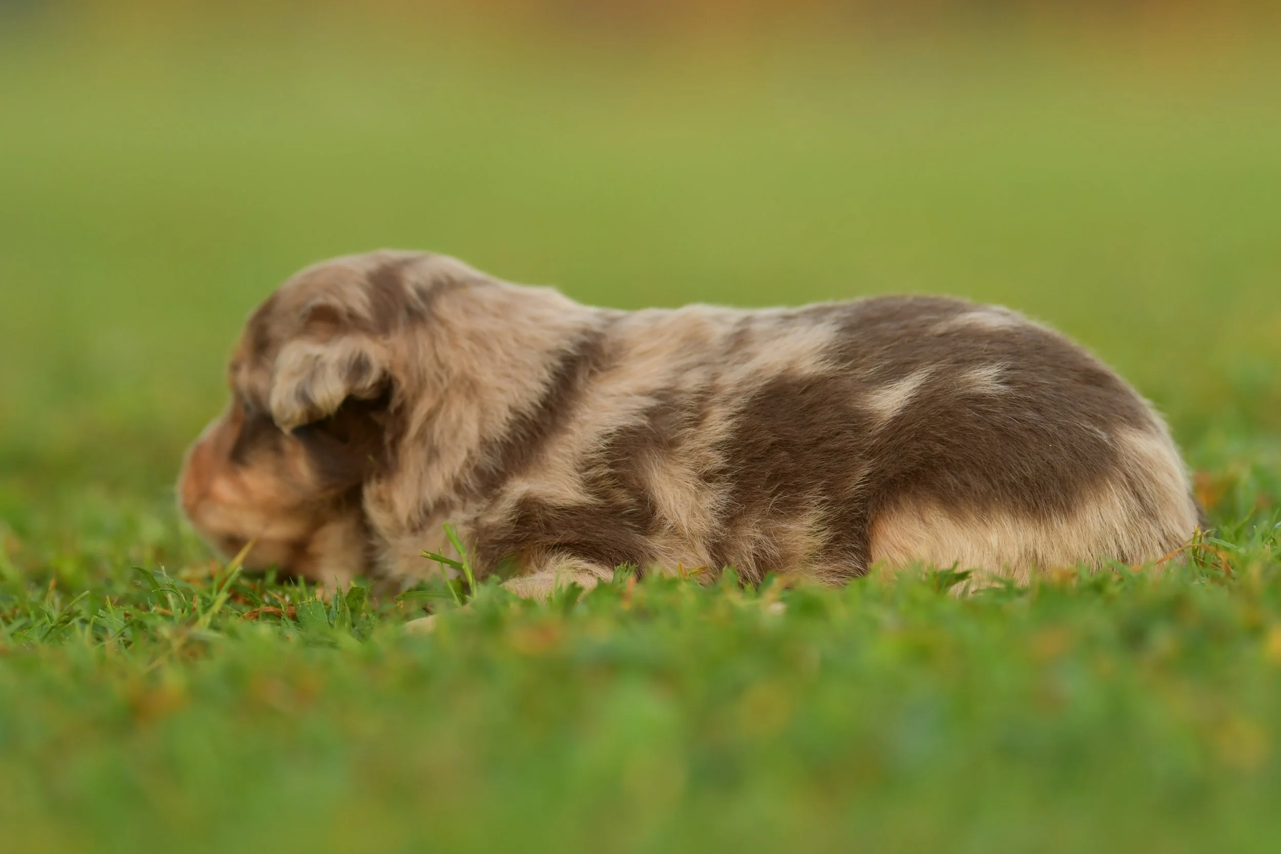 ODYSSEUS. Red Merle Male. $2500. 