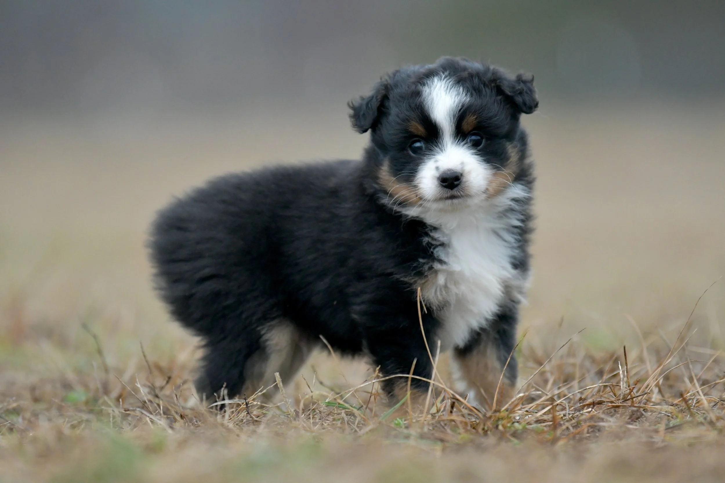 GLEAM. Black Tri Male. $1250. 