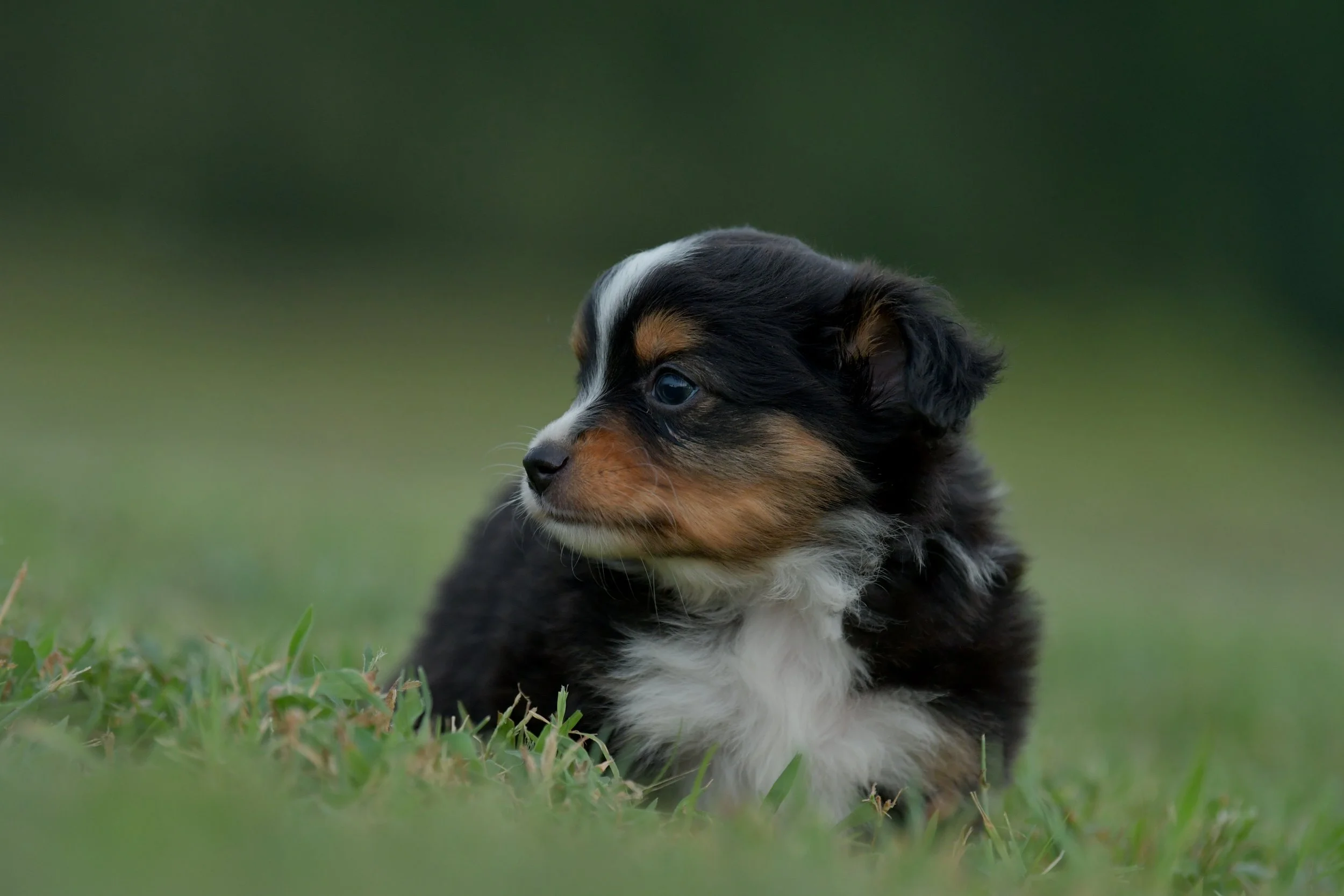 MINKE. Black Tri Female. $1500. 