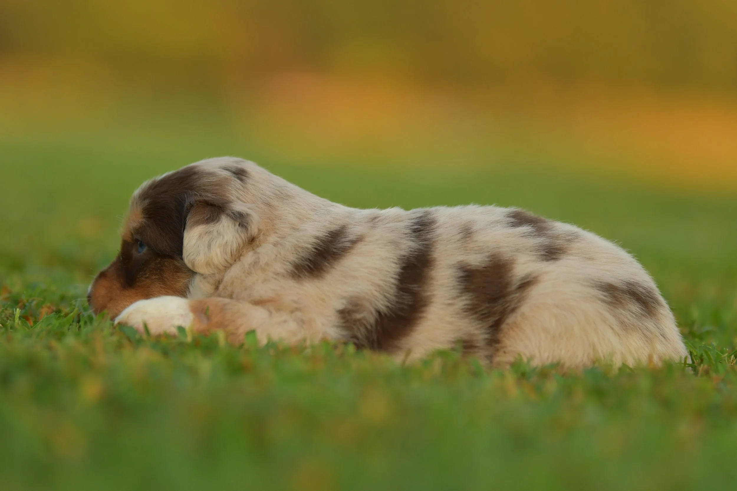 CALYPSO. Red Merle Female. $3500. 
