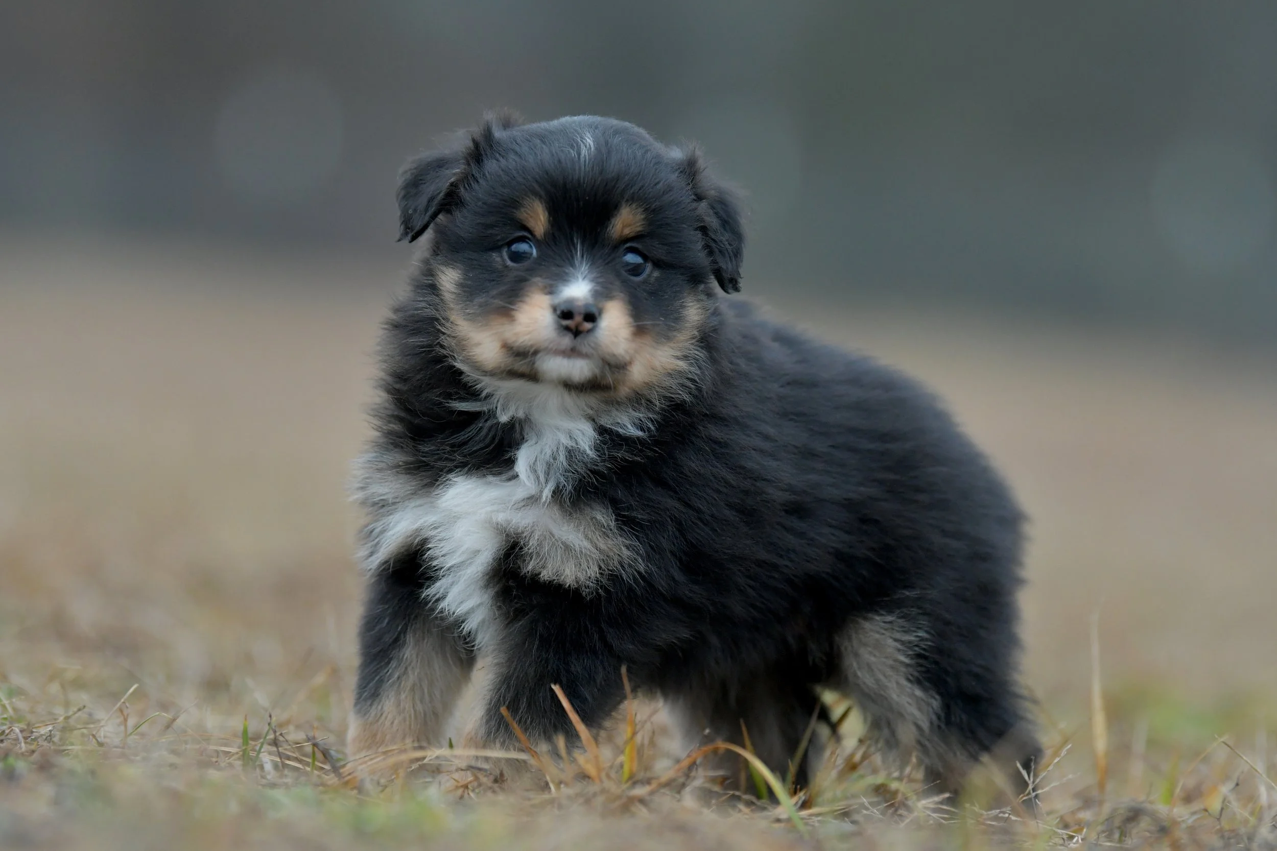 Twinkle. Black Tri Female. RESERVED. 