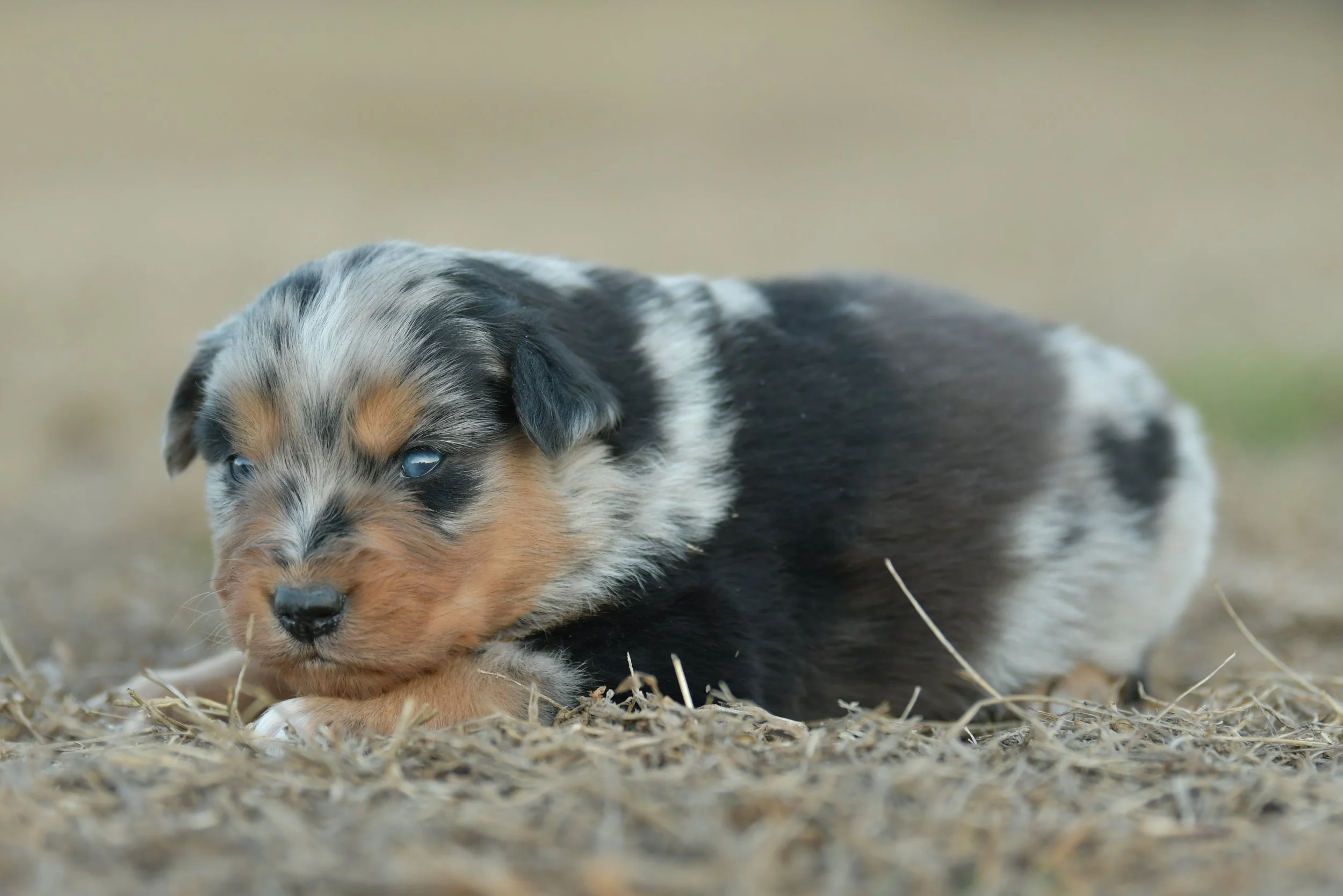 SAMUEL. Blue Merle Male. $2500. 