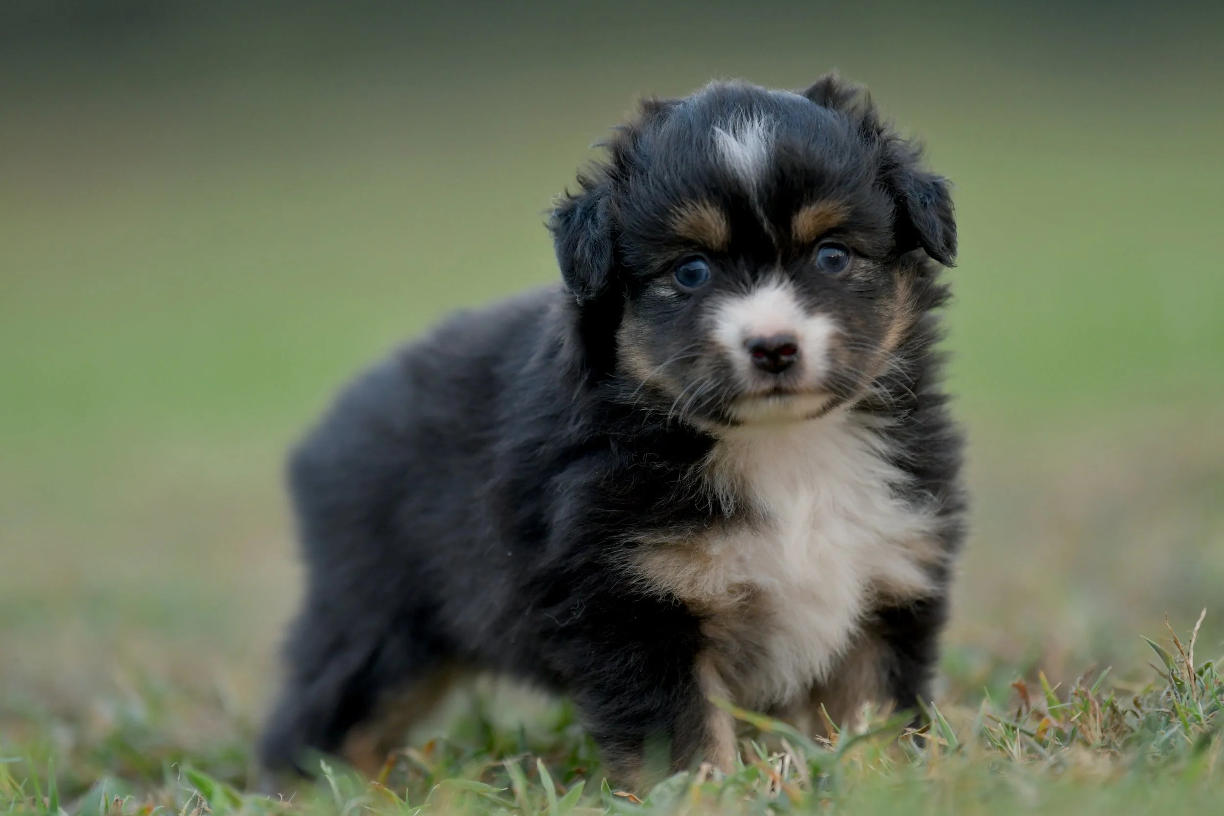SIRENE. Black Tri Female. $2000. 