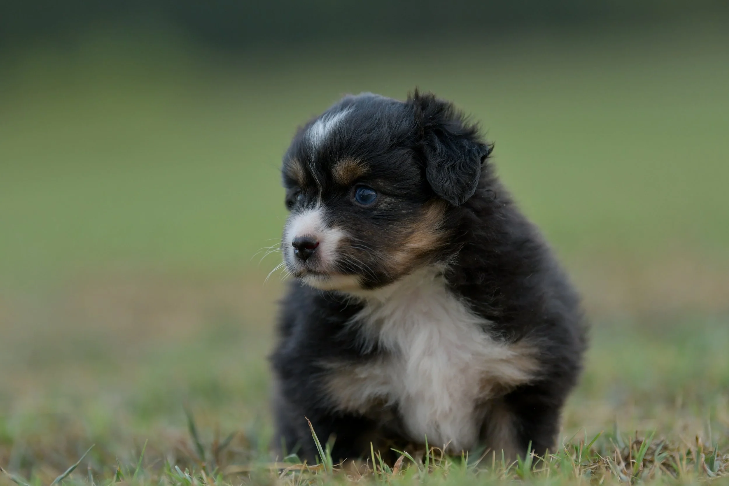 SIRENE. Black Tri Female. $2000. 