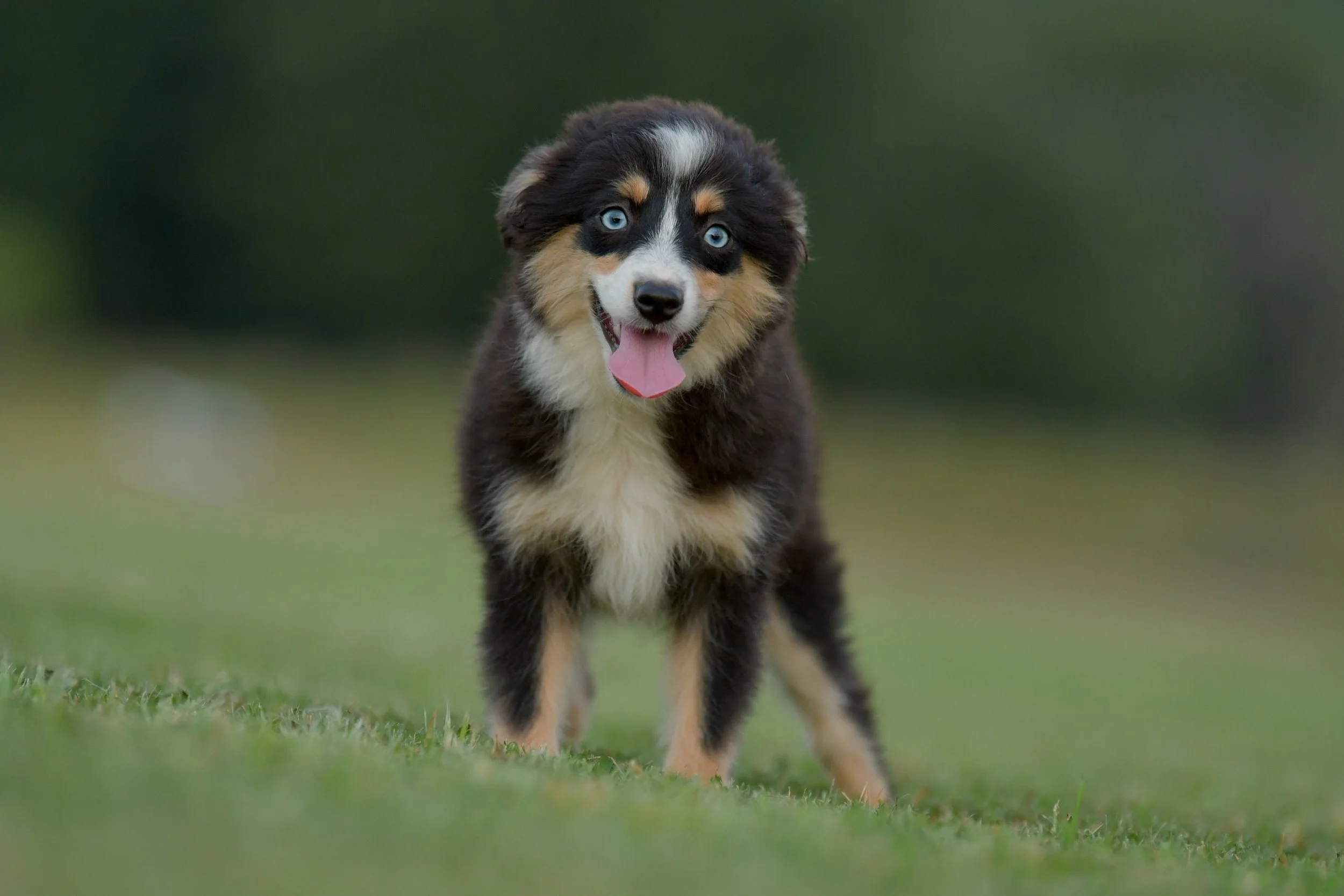BOBA. Black Tri Female. $1650 to a pet home. Inquire for Full Registration. 