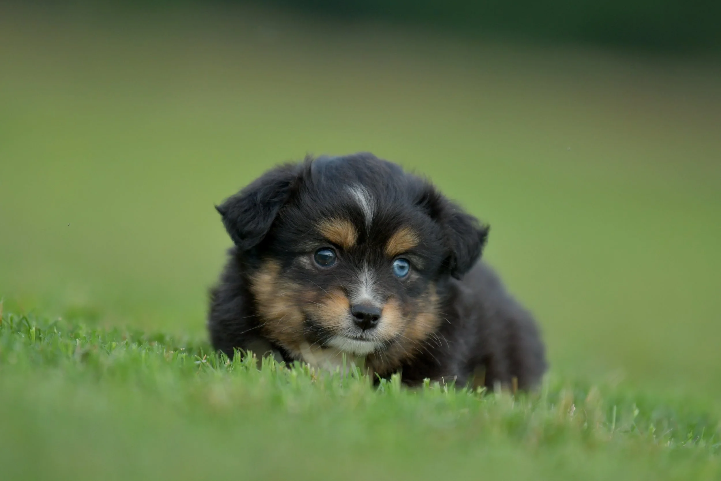 POGGLE. Black Tri Female. $2200. 
