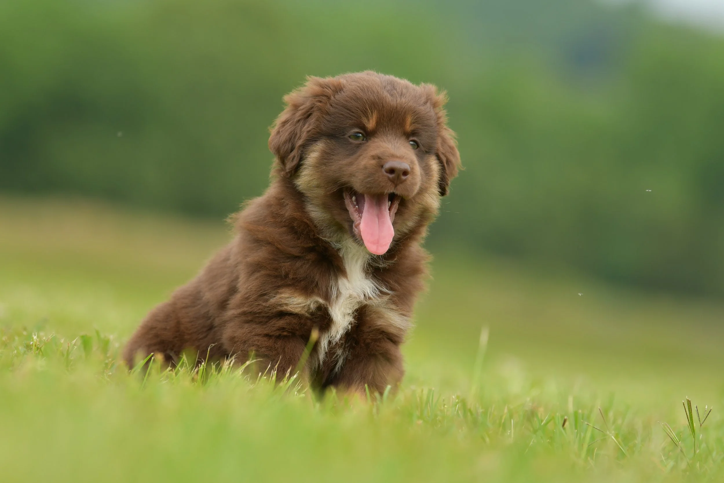 TOMI. Red Tri Male. $1000. 