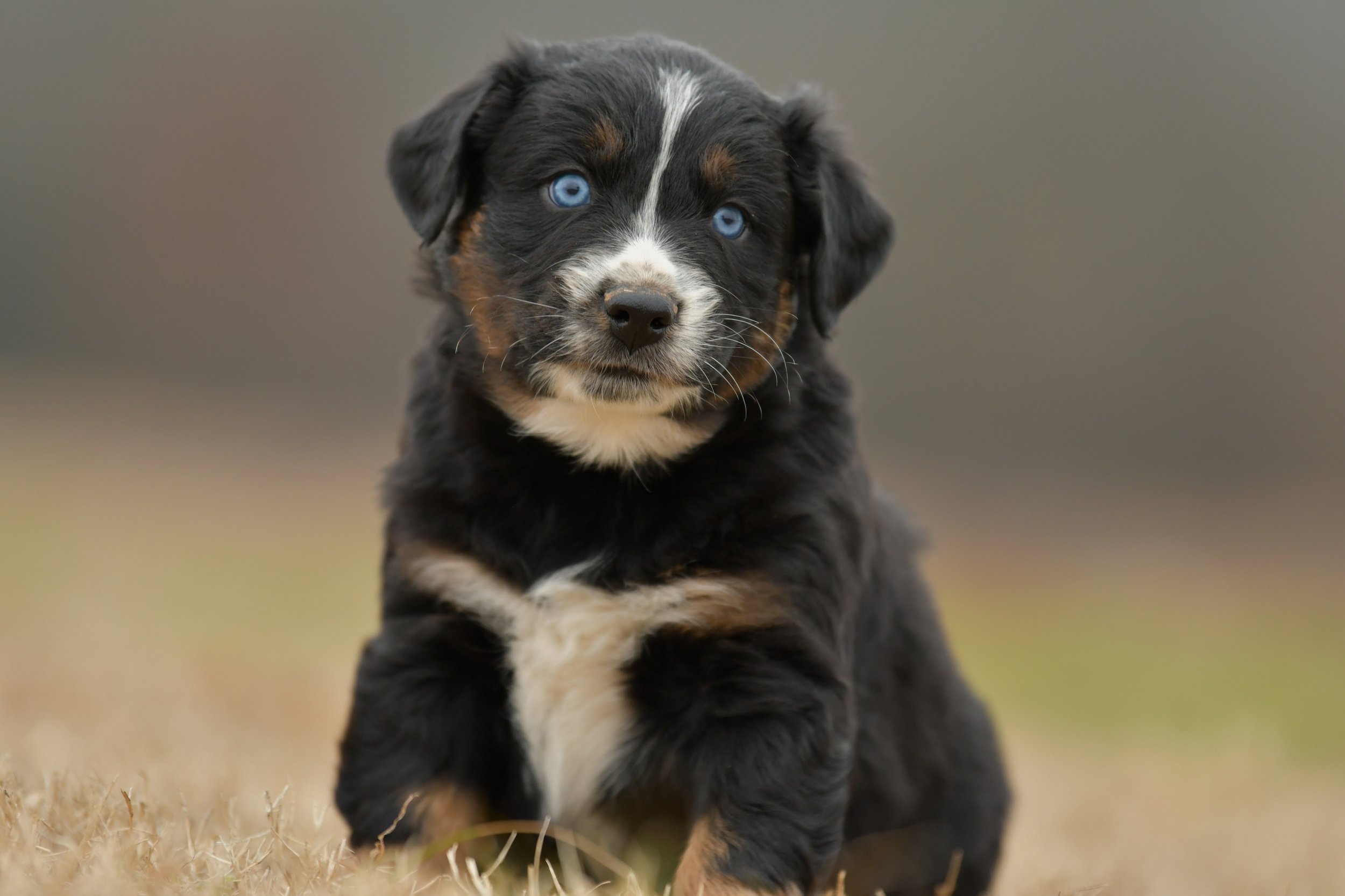 WILL. Black Tri Male. $1250. 