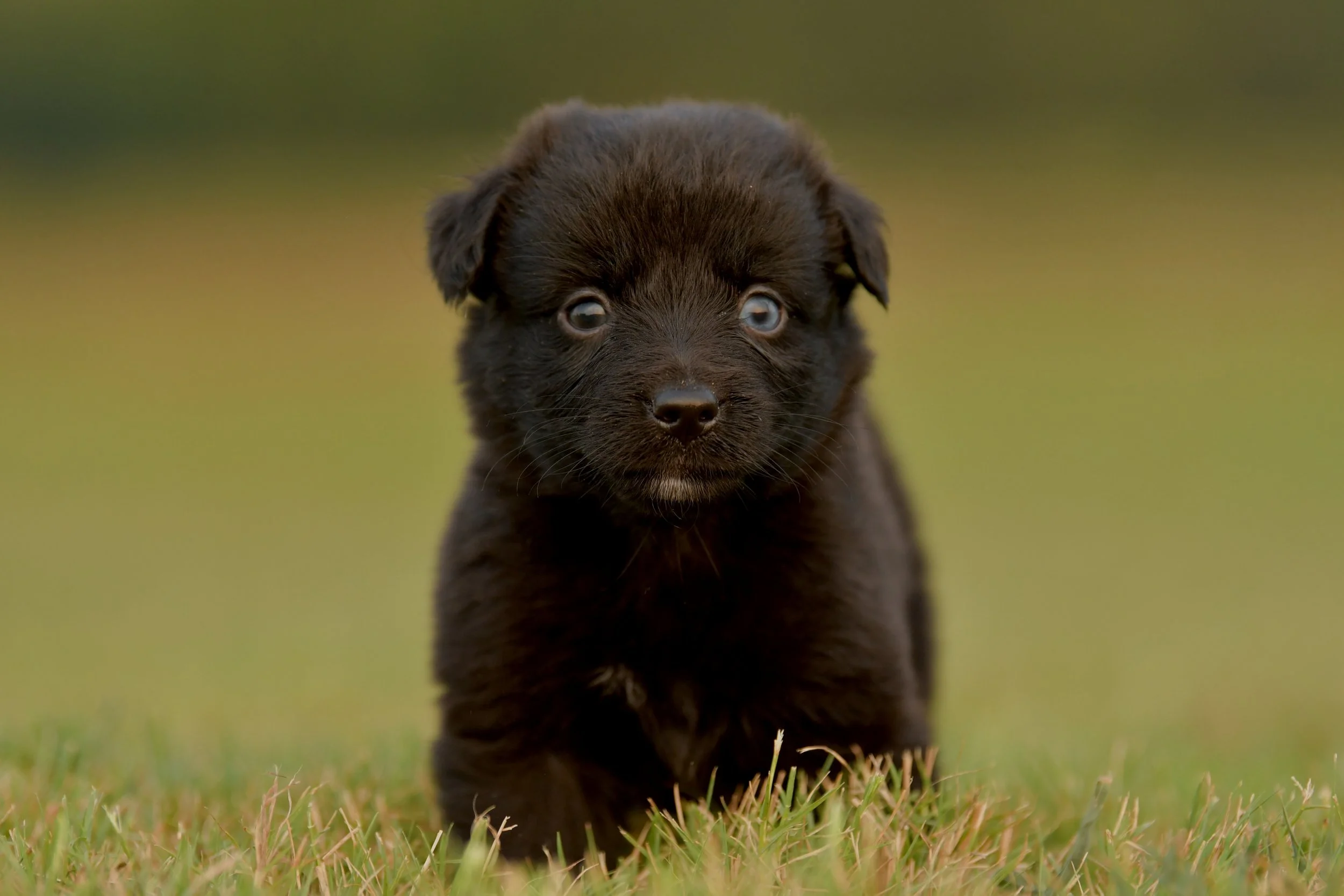 SADIE. Black Bi Female. $1500. 