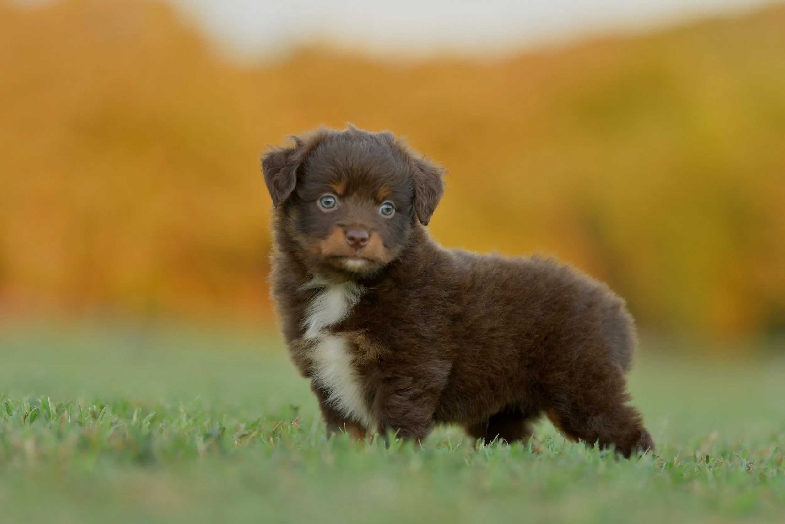 MENTOR. Red Tri Male. $1400. 