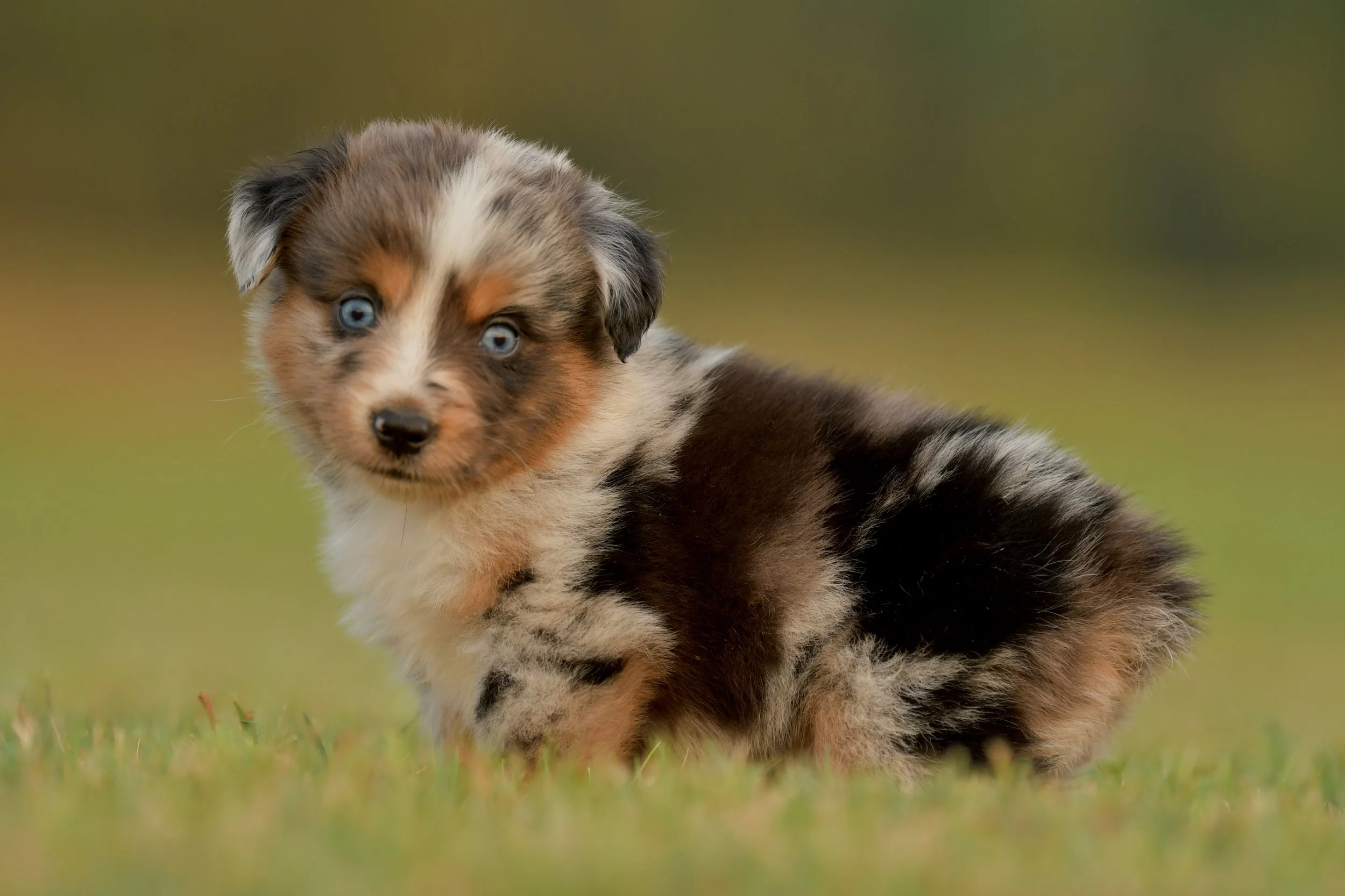 LINCOLN. Blue Merle Female. $3500. 