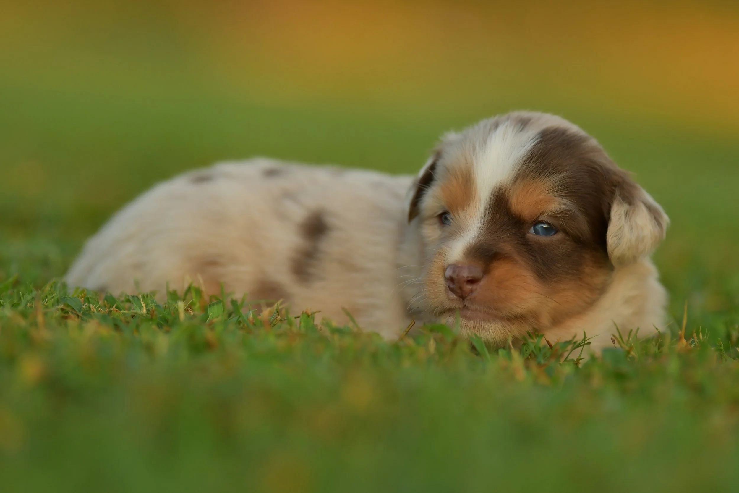 CALYPSO. Red Merle Female. $3500. 