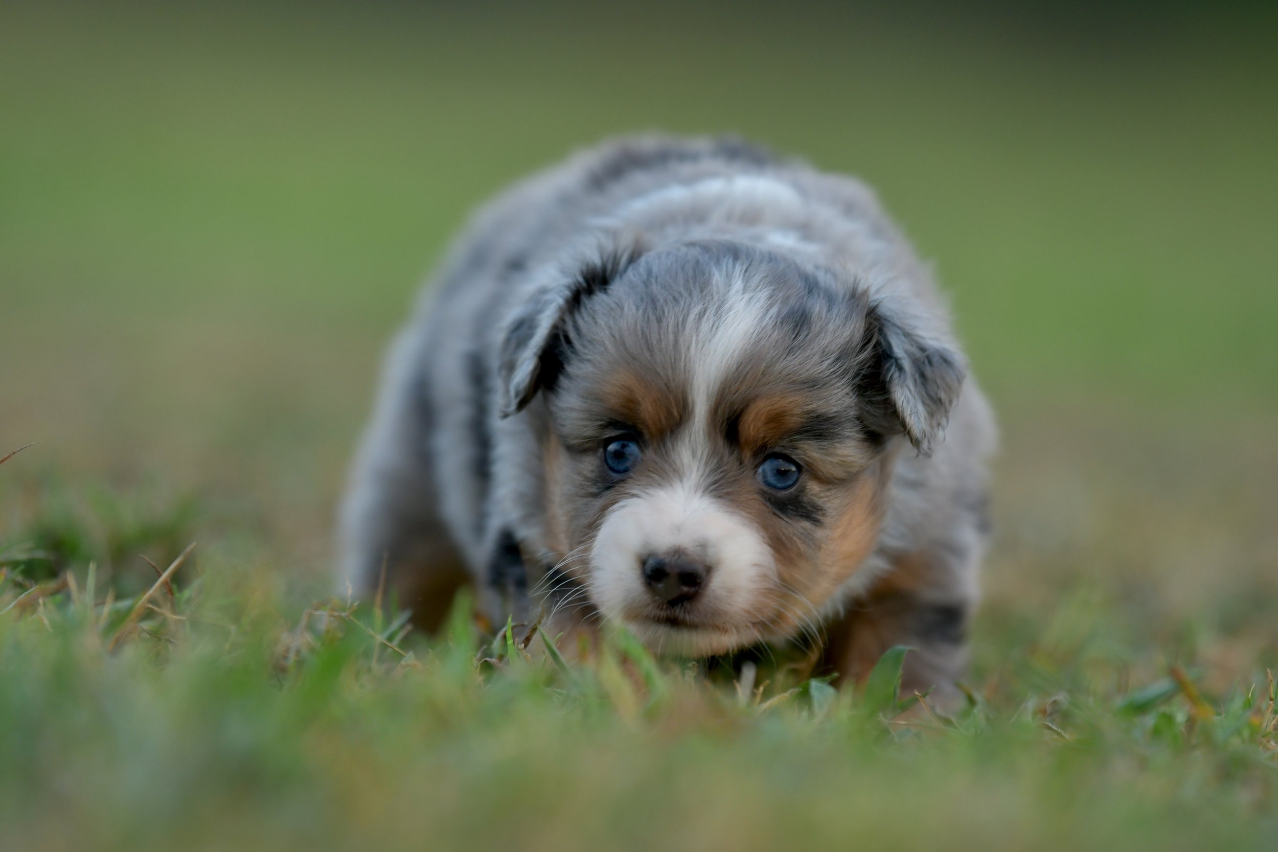 RUMI.  Blue Merle Female. $3500.