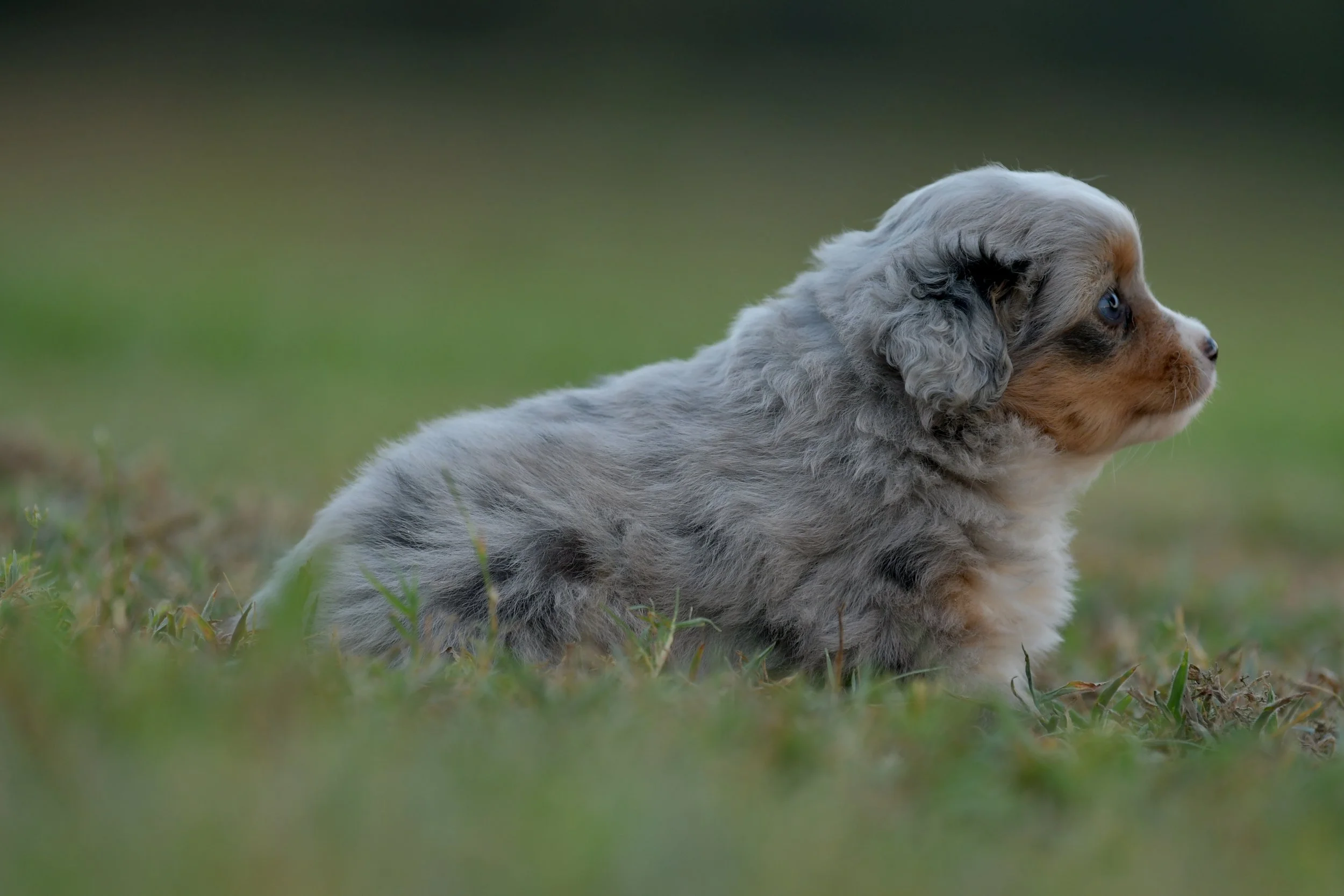 BRIE. Blue Merle Female. $3500. 