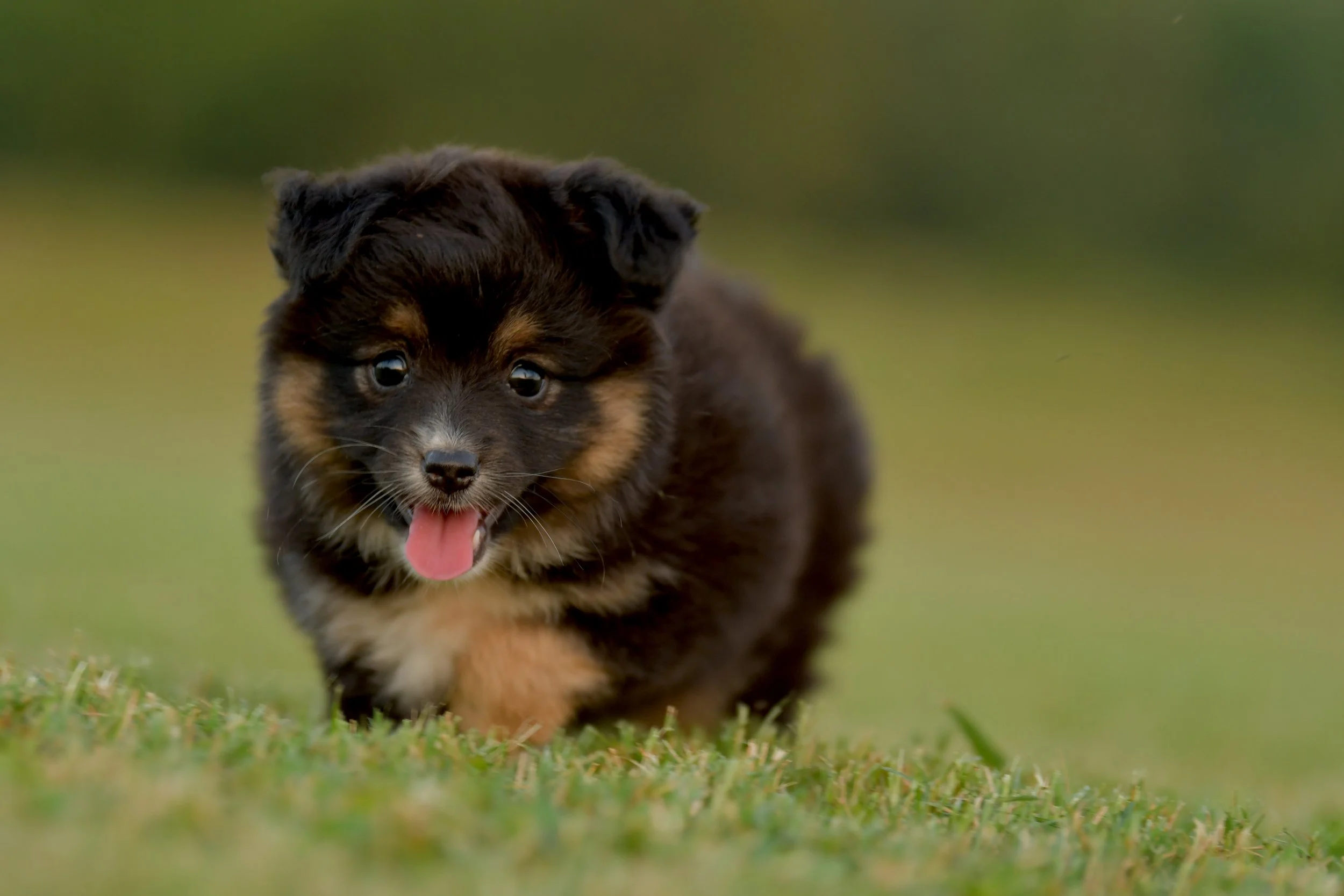 TREBLE. Black Tri Female. $1500. 