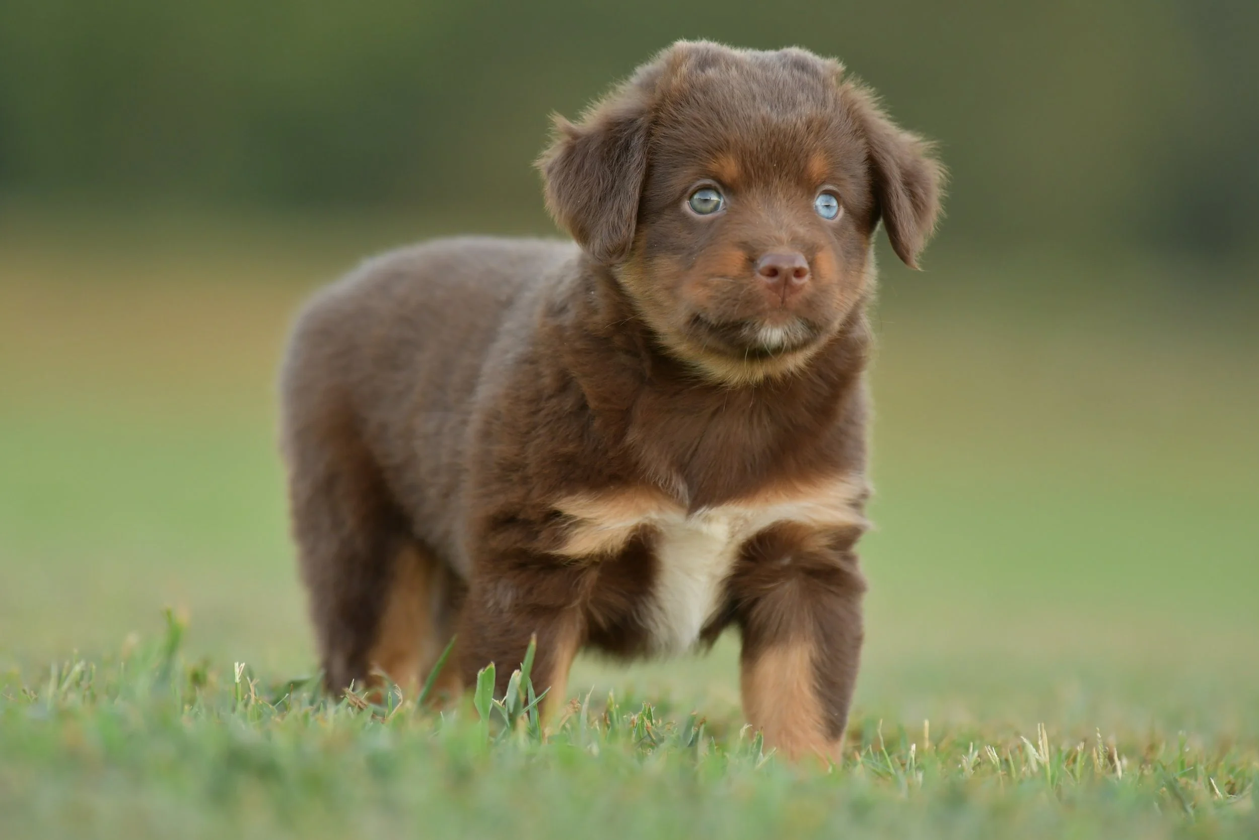 BOWTRUCKLE. Red Tri Female. $1850.