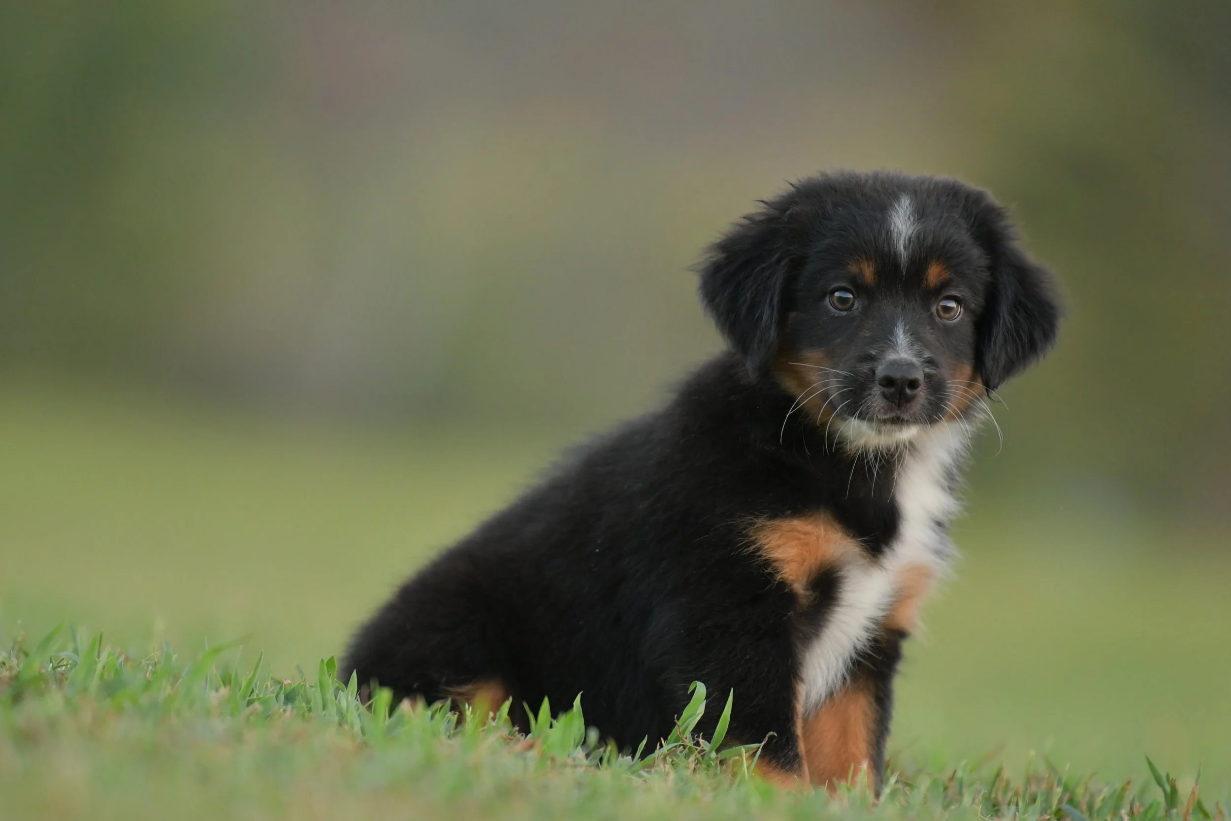 GRINDYLOW. Black Tri Male. $800.
