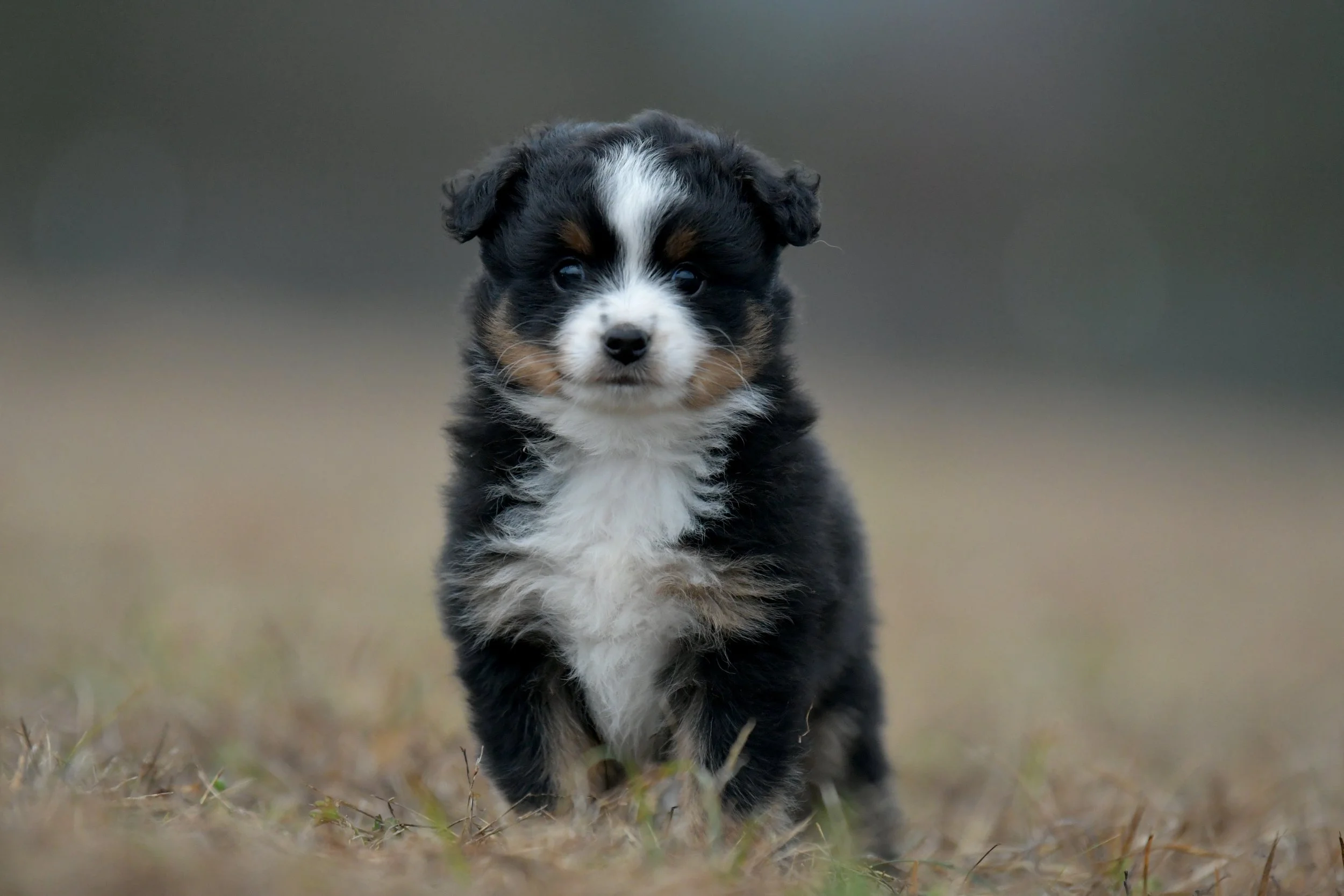 GLEAM. Black Tri Male. $1250. 