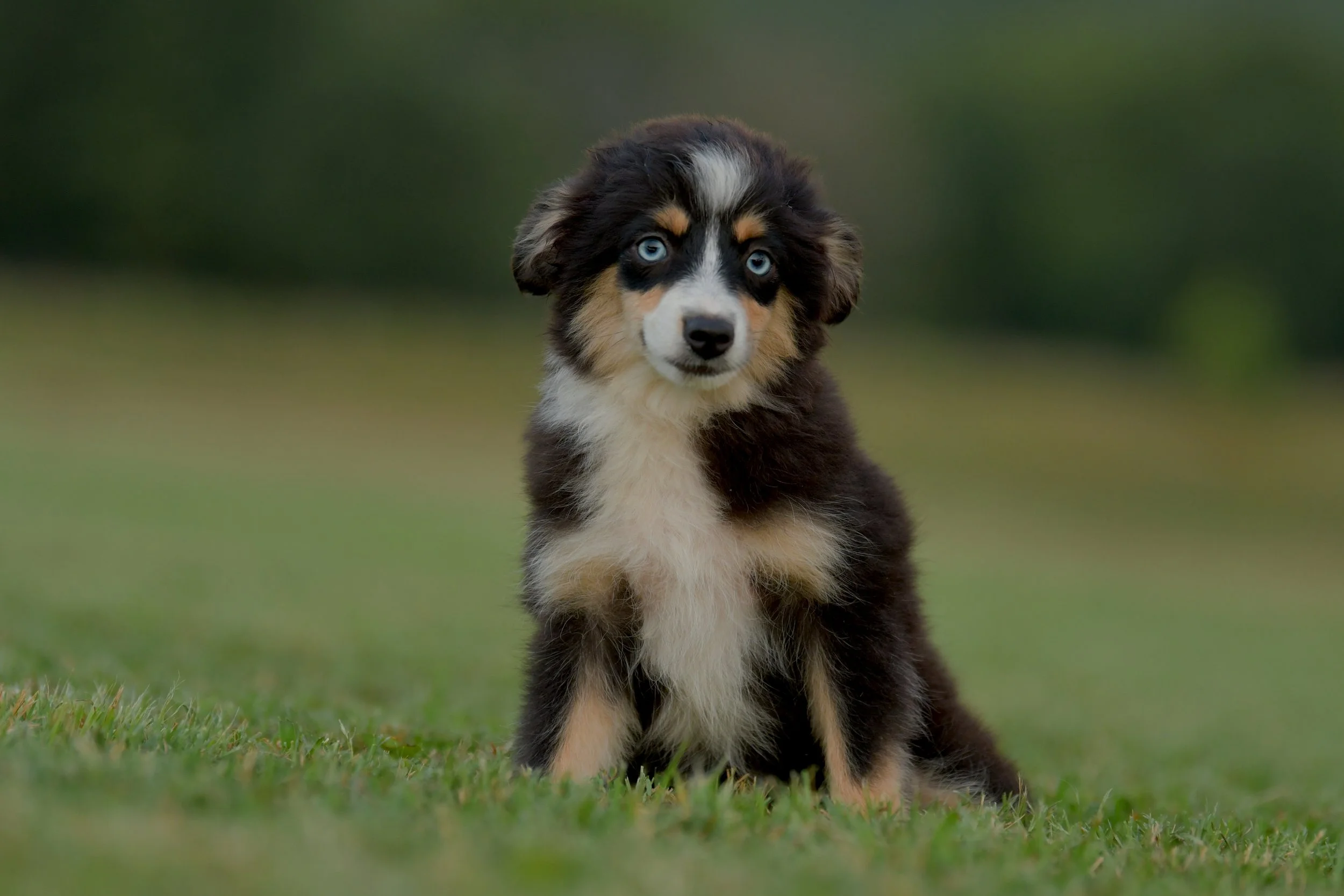 BOBA. Black Tri Female. $1650 to a pet home. Inquire for Full Registration. 