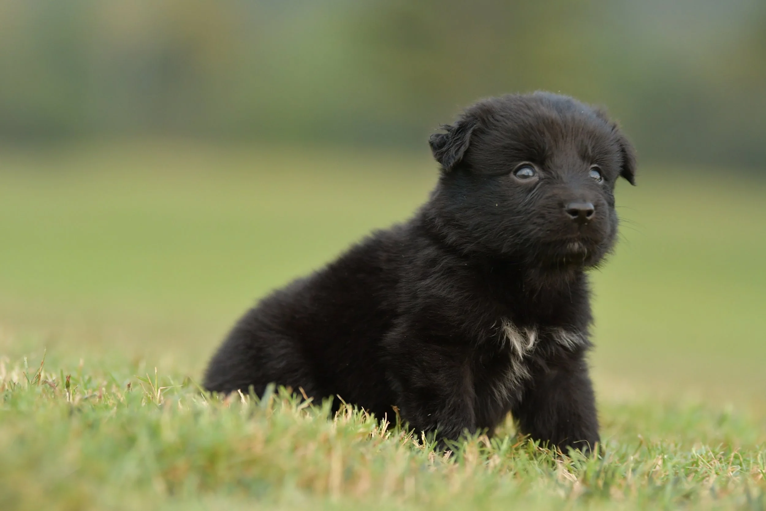 BRUCE. Black Bi Male. $800.
