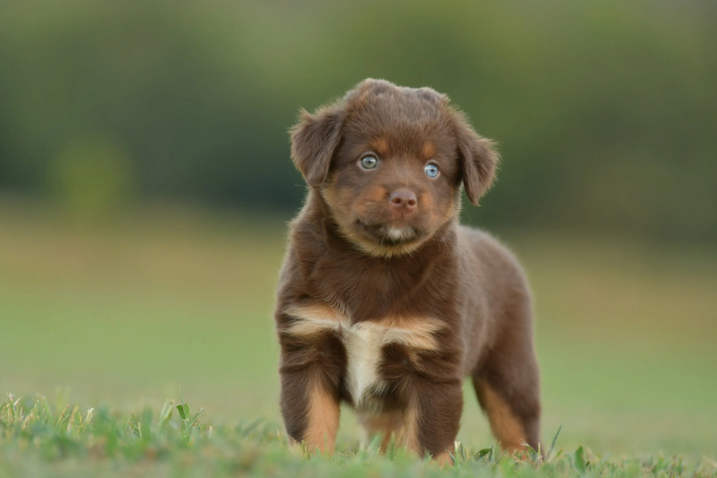 BOWTRUCKLE. Red Tri Female. $1850.