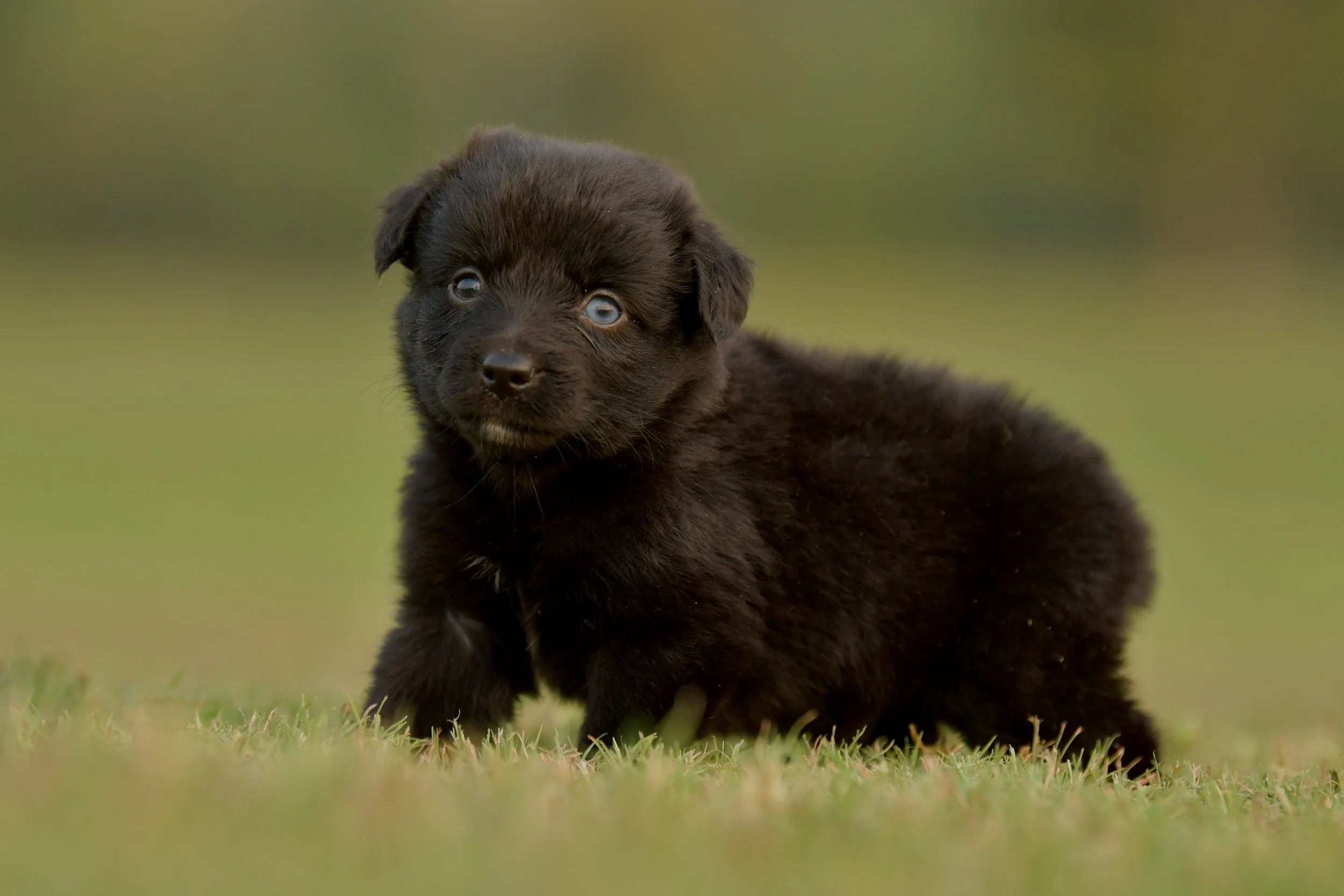 SADIE. Black Bi Female. $1500. 