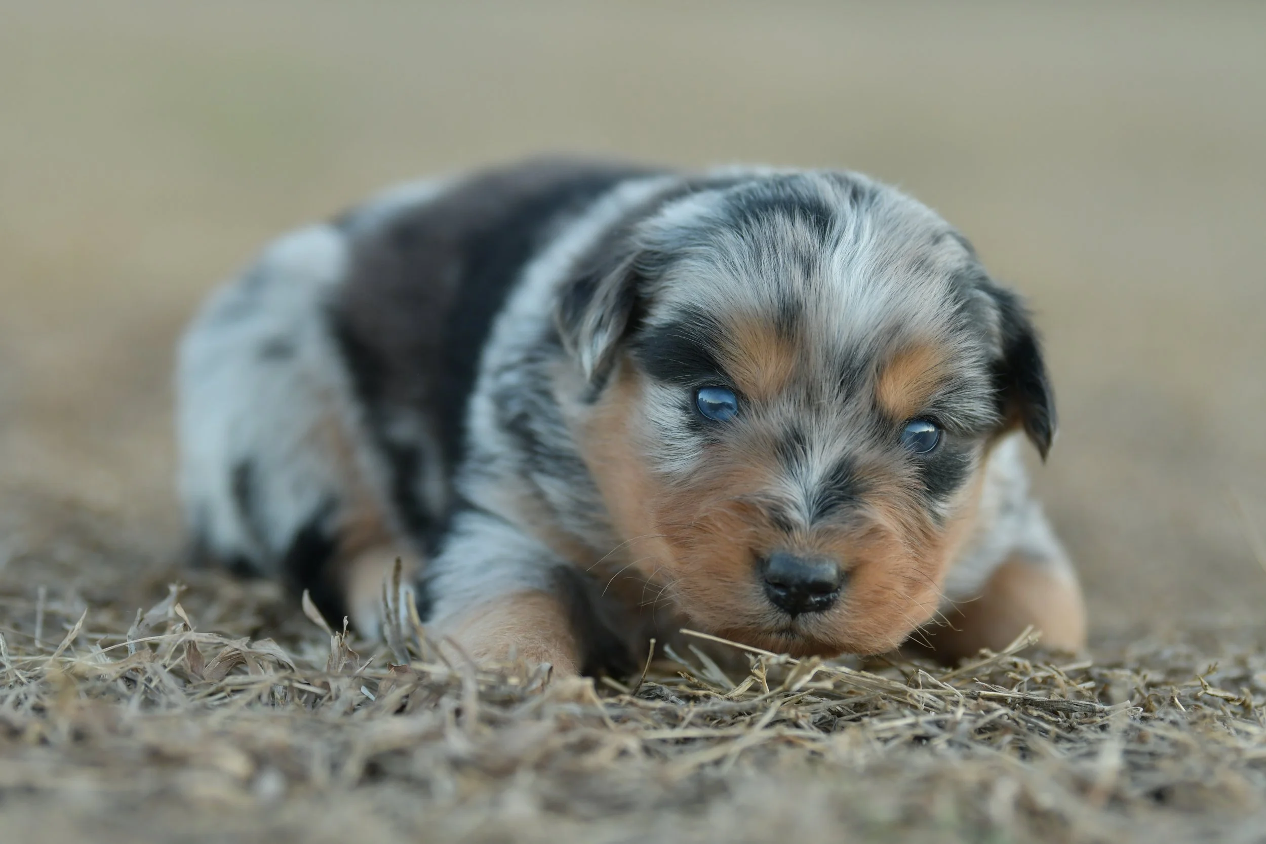 SAMUEL. Blue Merle Male. $2500. 