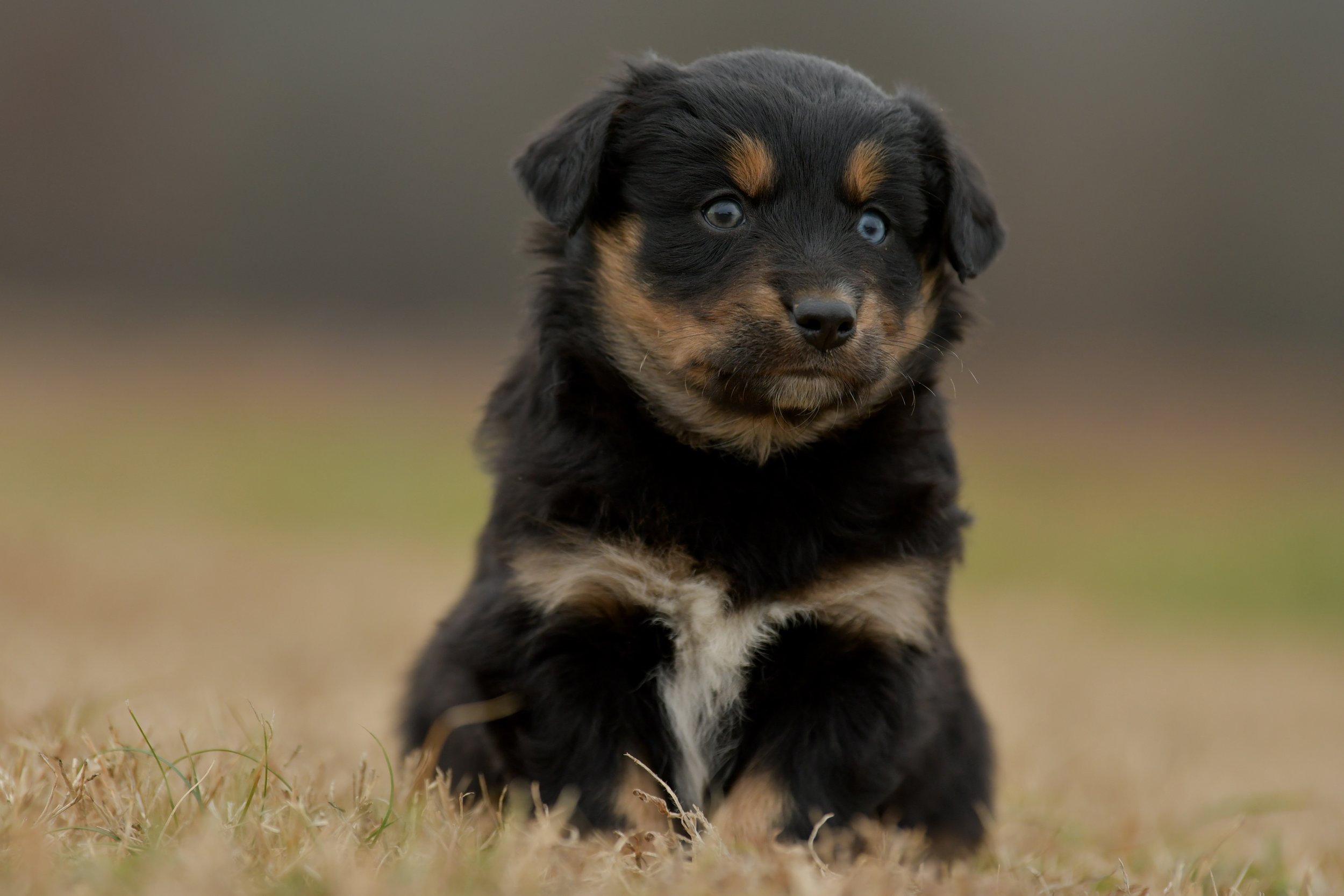VERA. Black Tri Female. $1000. 