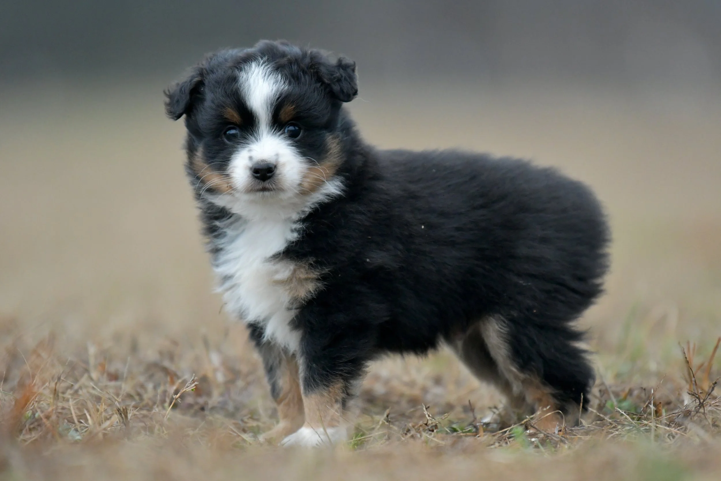 GLEAM. Black Tri Male. $1250. 