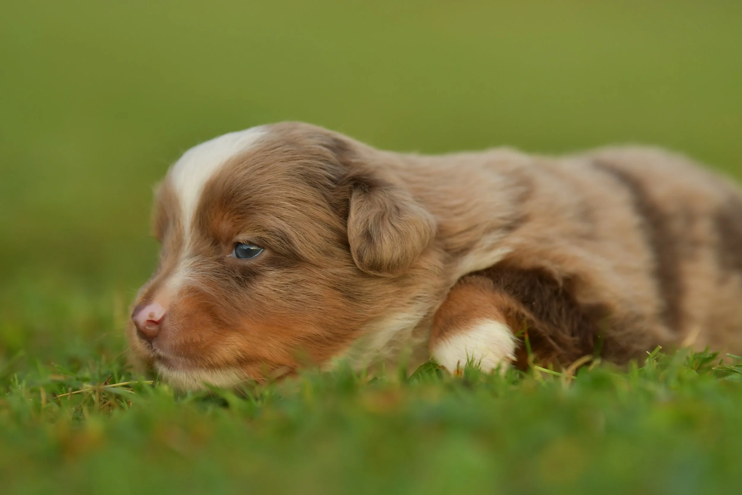 SINON. Red Merle Male. $2500. 