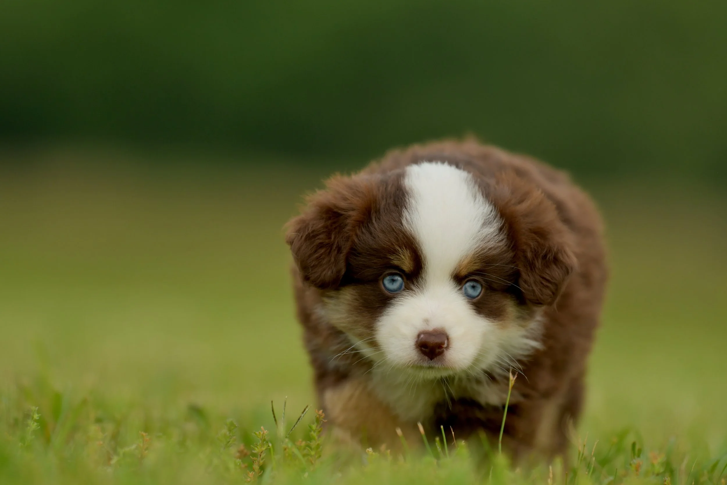 MIKO. Red Tri Female. $2500. 