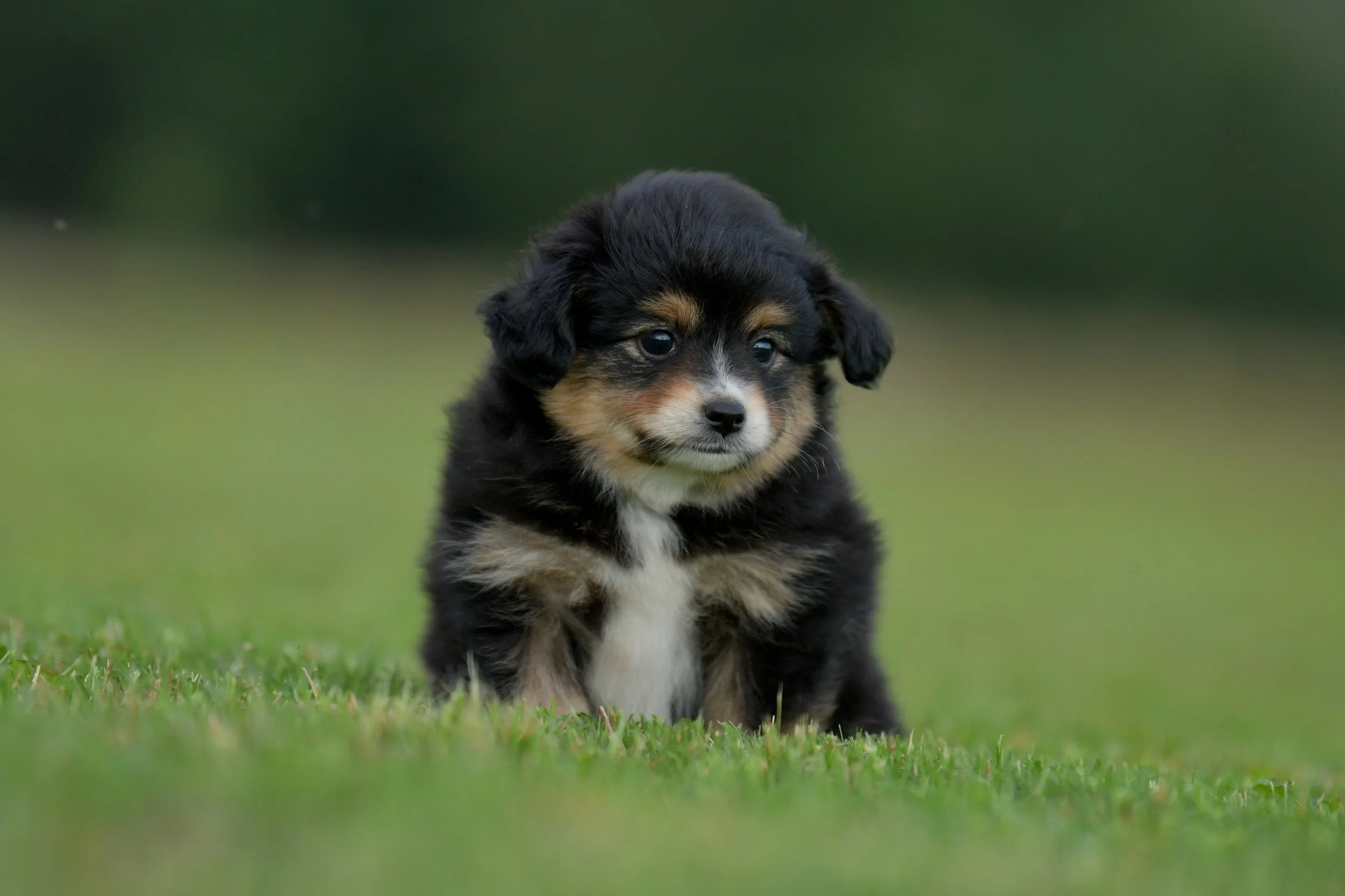 RUNE. Black Tri Male. $1800. 