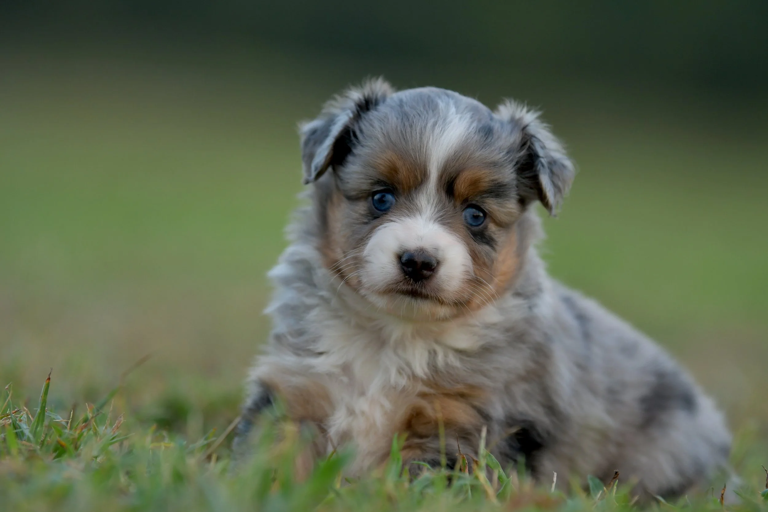 RUMI.  Blue Merle Female. $3500.