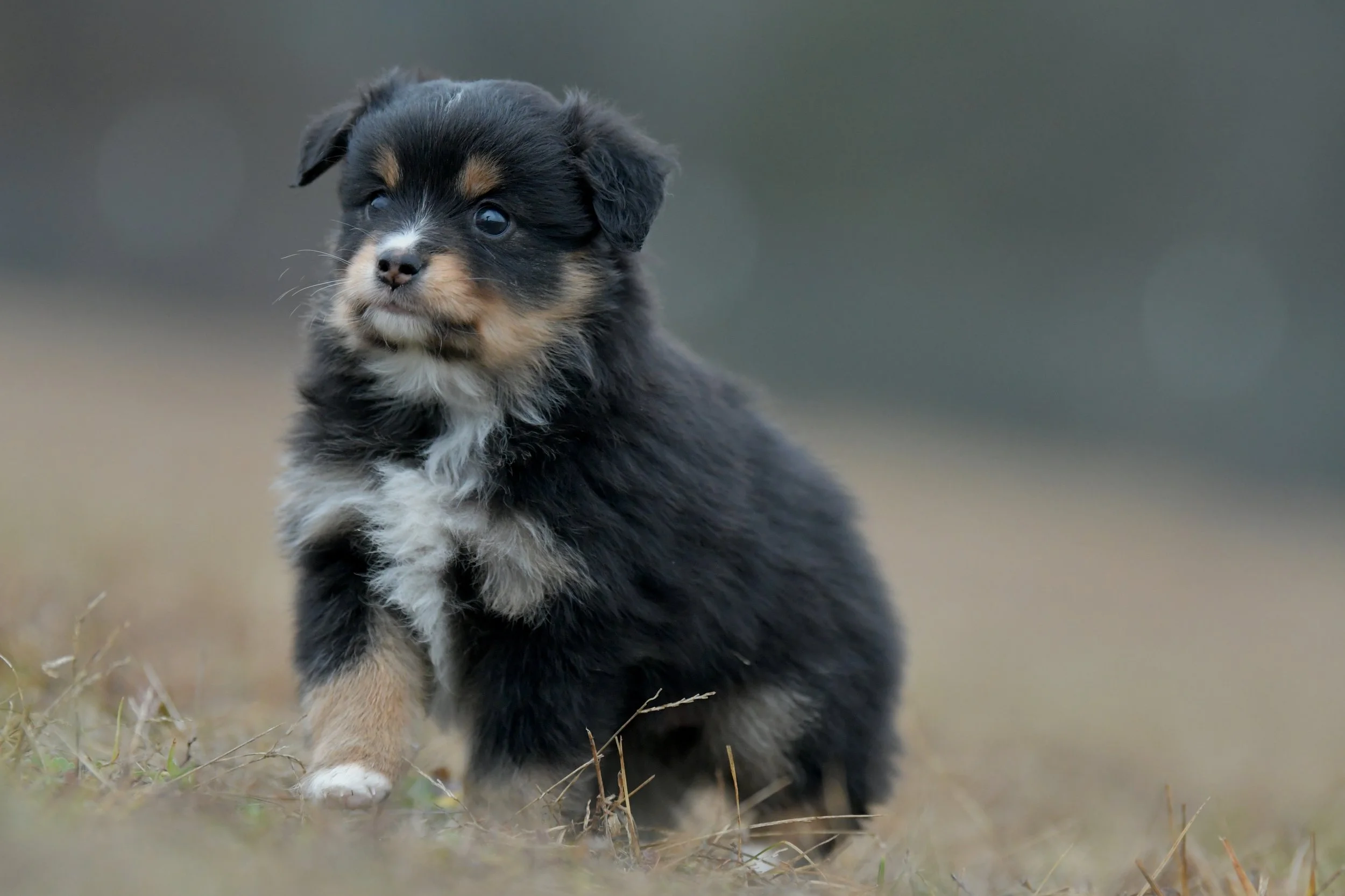 Twinkle. Black Tri Female. RESERVED. 