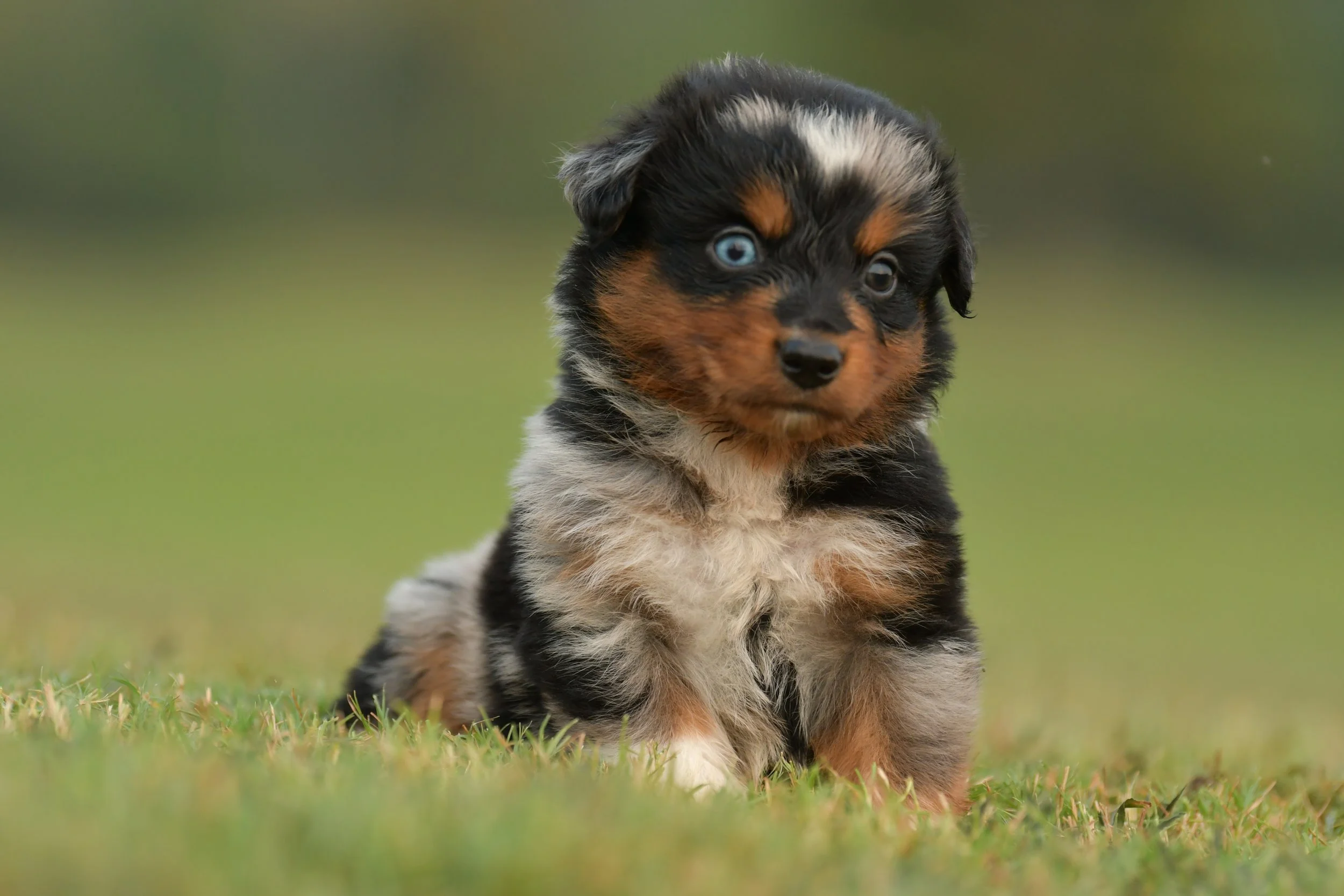 NED. Blue Merle Male. $2500. 