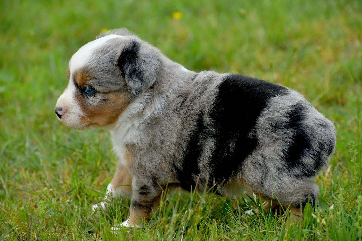 Toy and Mini Aussie Puppies for Sale — Southern Edition Aussies