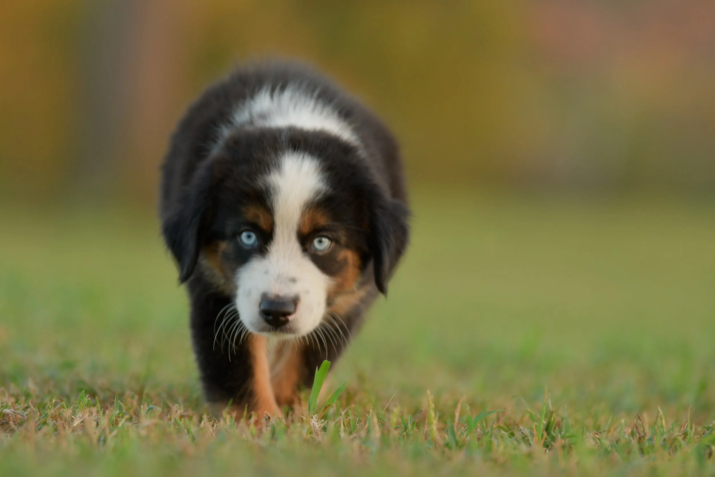 KELPIE. Black Tri Male. $1350. 