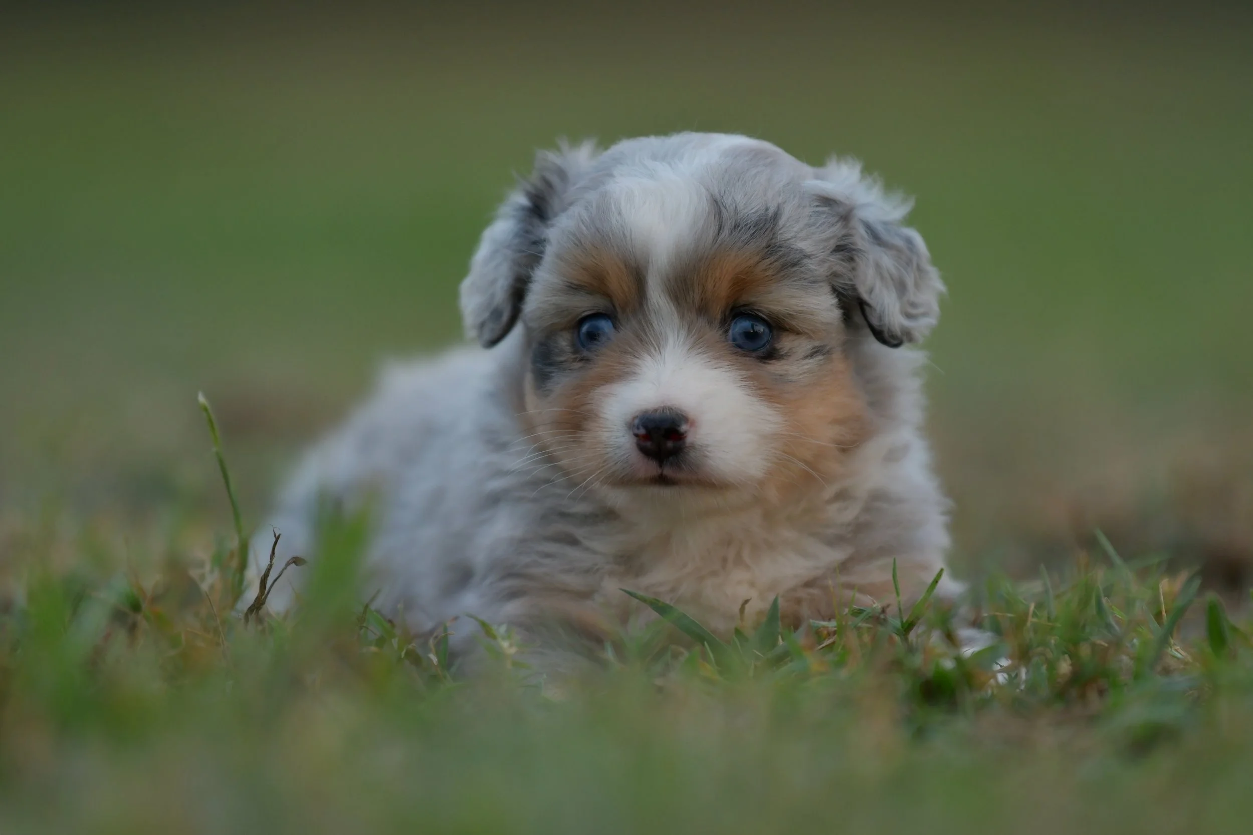 BRIE. Blue Merle Female. $3500. 