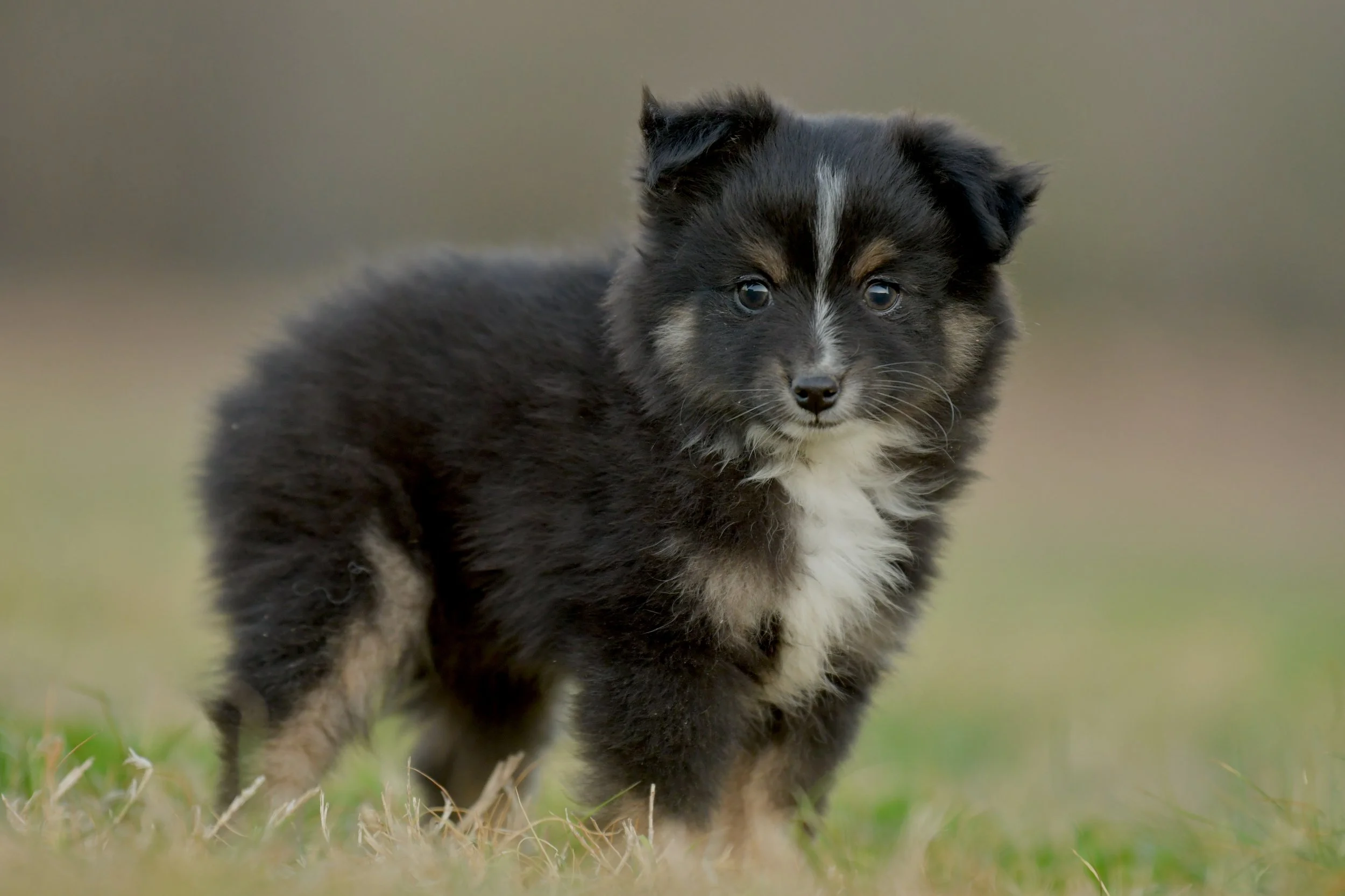 ANISE. Black Tri Female. $1500.