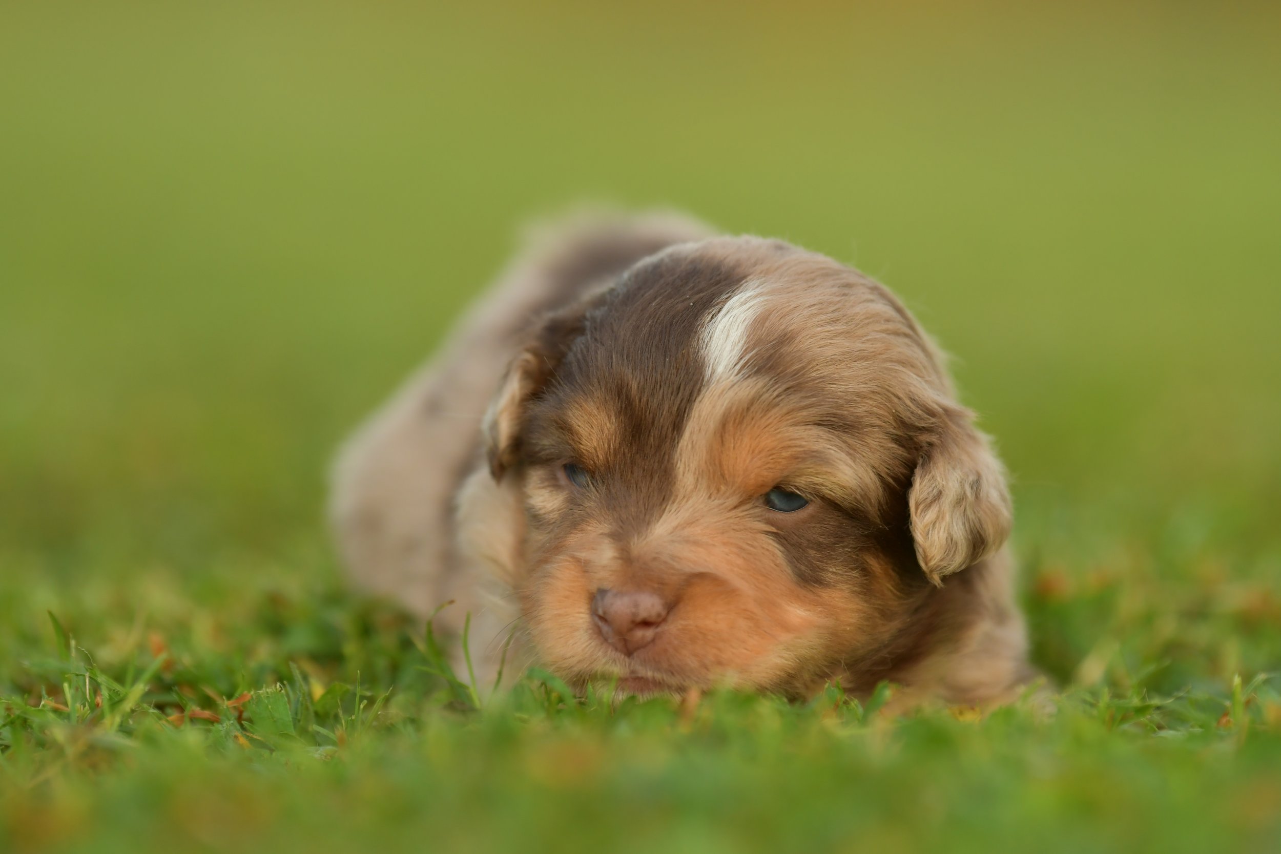 ODYSSEUS. Red Merle Male. $2500. 