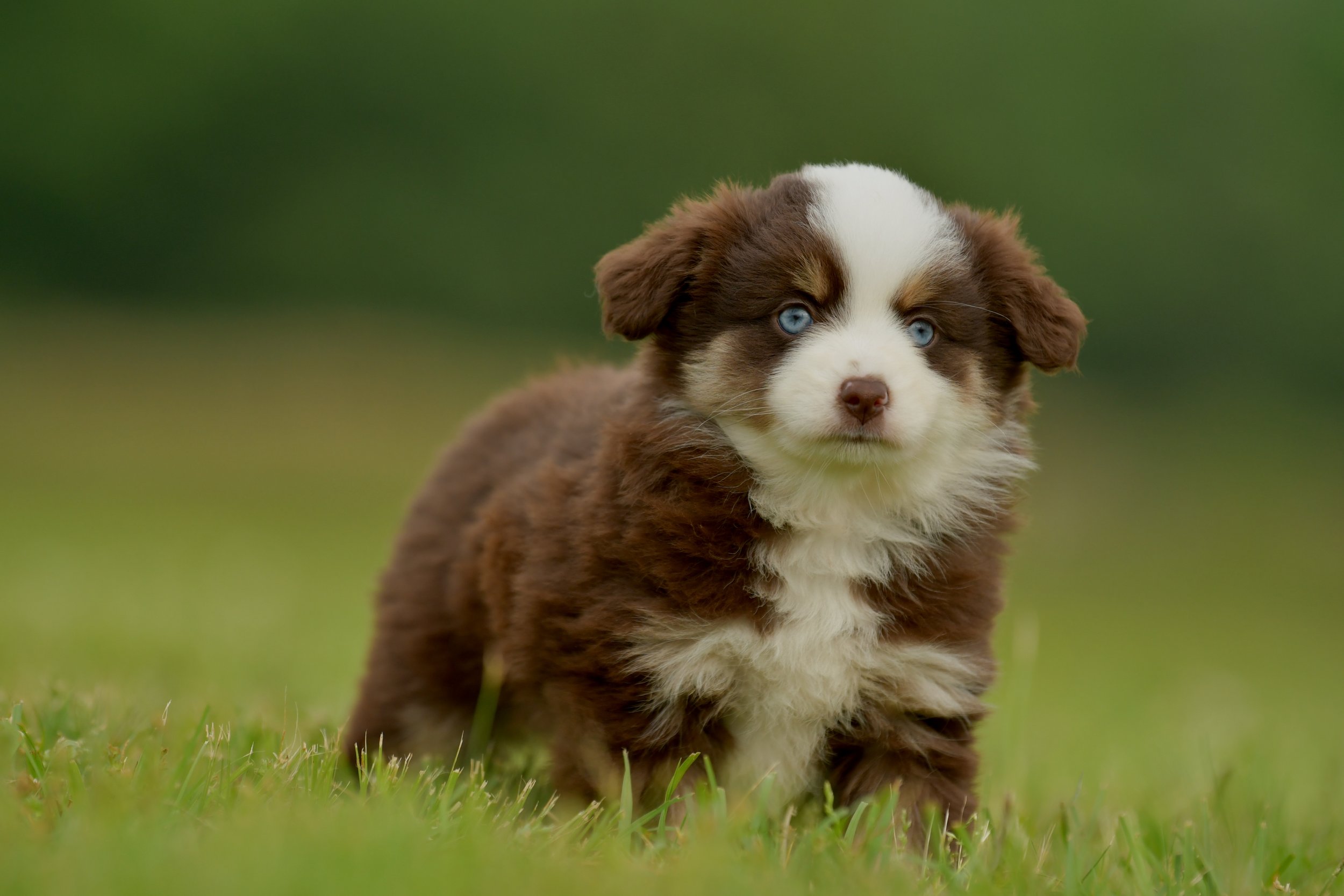 MIKO. Red Tri Female. $2500. 