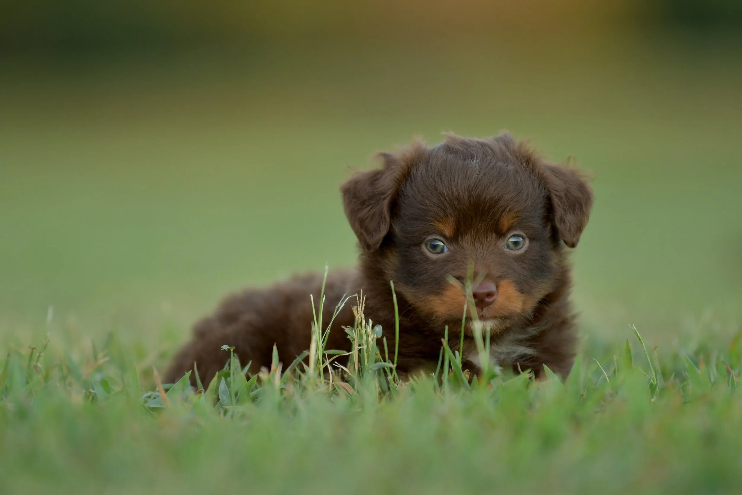 MENTOR. Red Tri Male. $1400. 