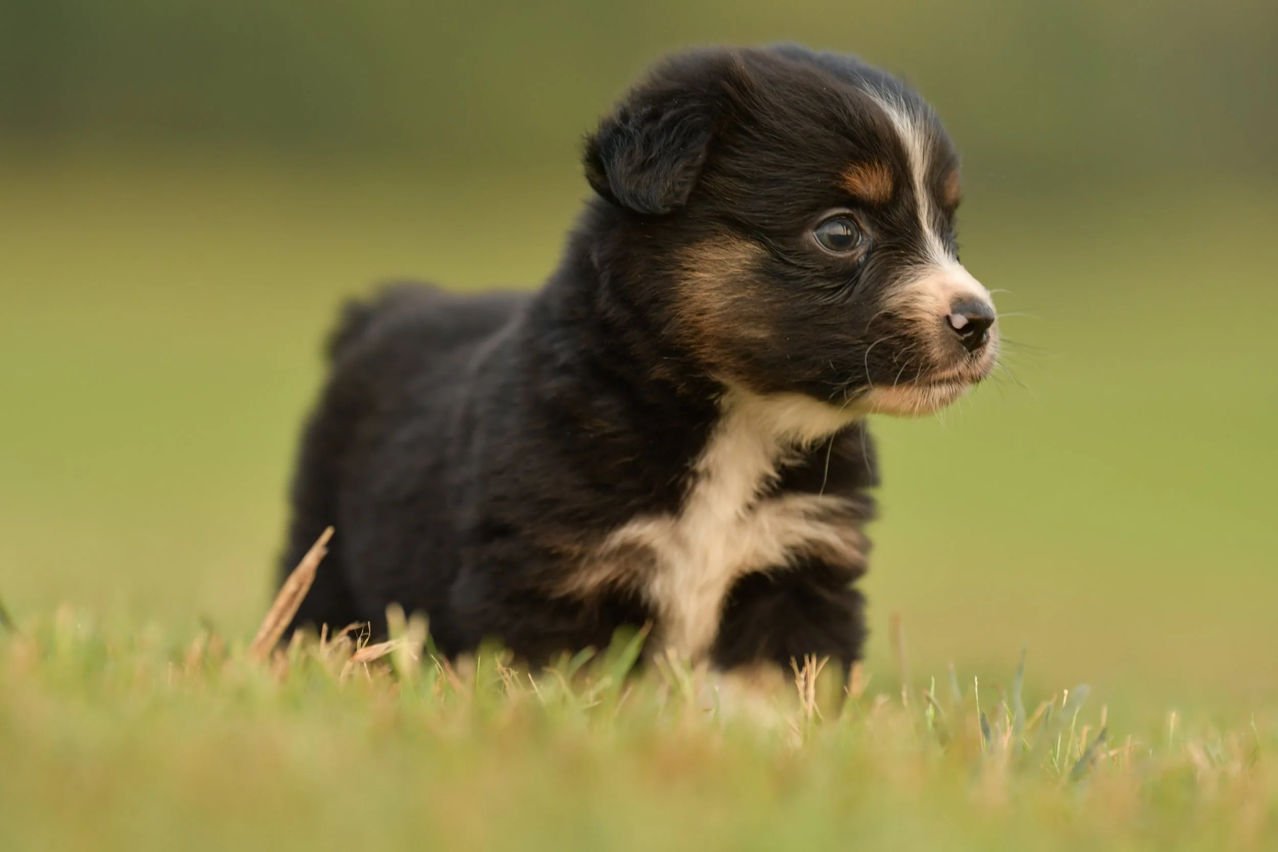 FRANK. Black Tri Male. $950.