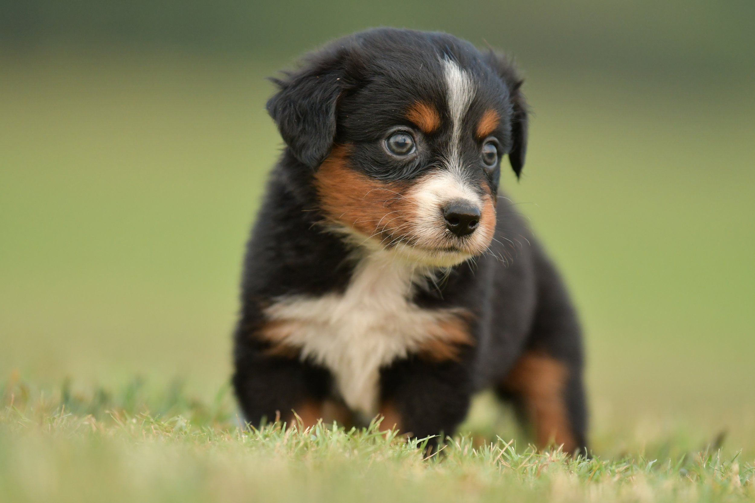 CASTLE. Black Tri Female. $1250. 