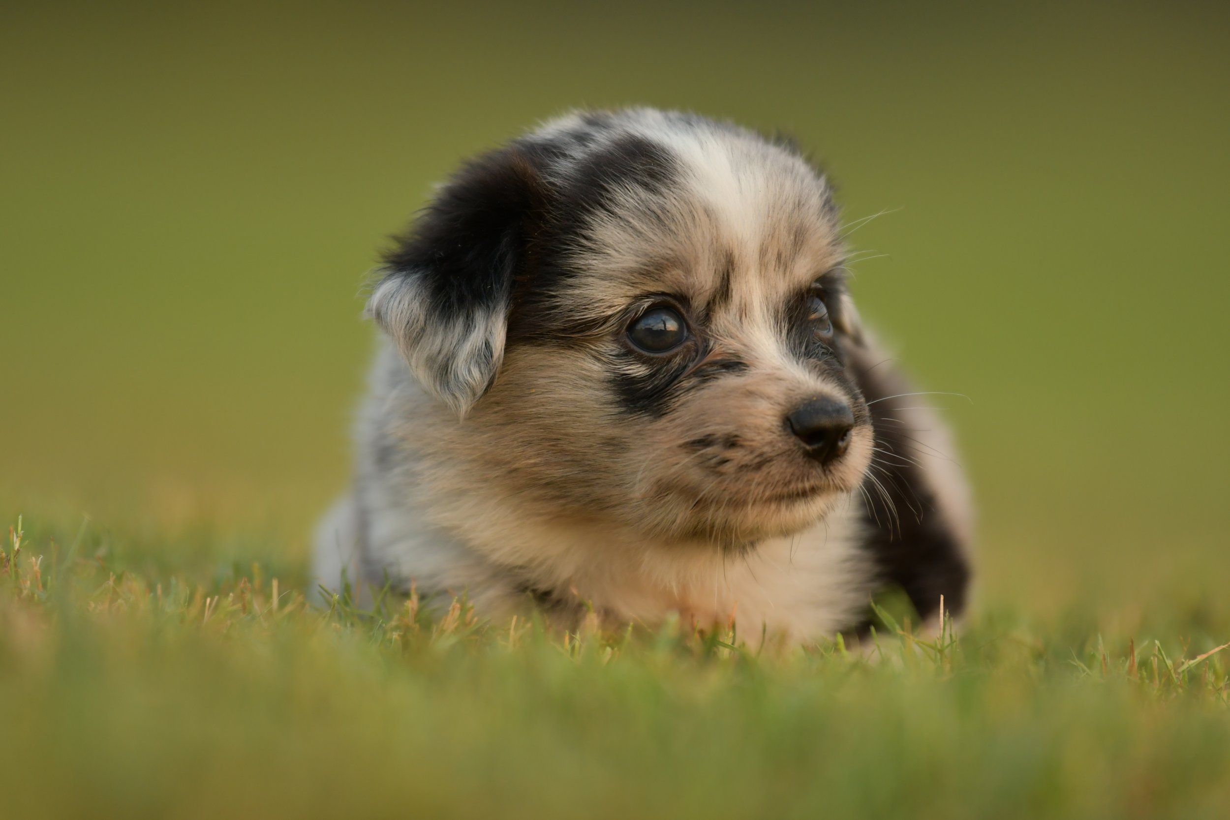 JEAN. Blue Merle Female. $3500. 
